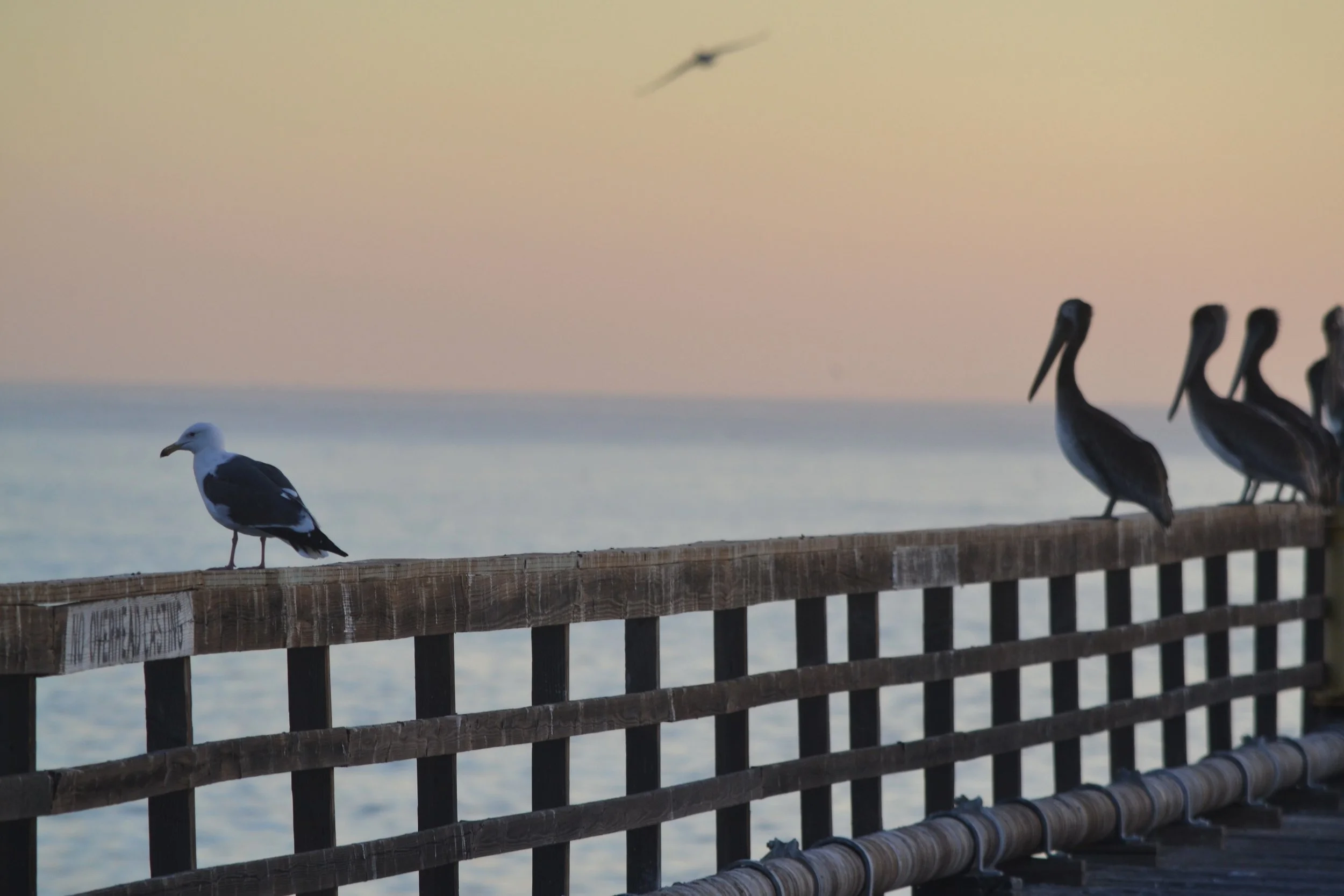 DSC_0147e.JPG