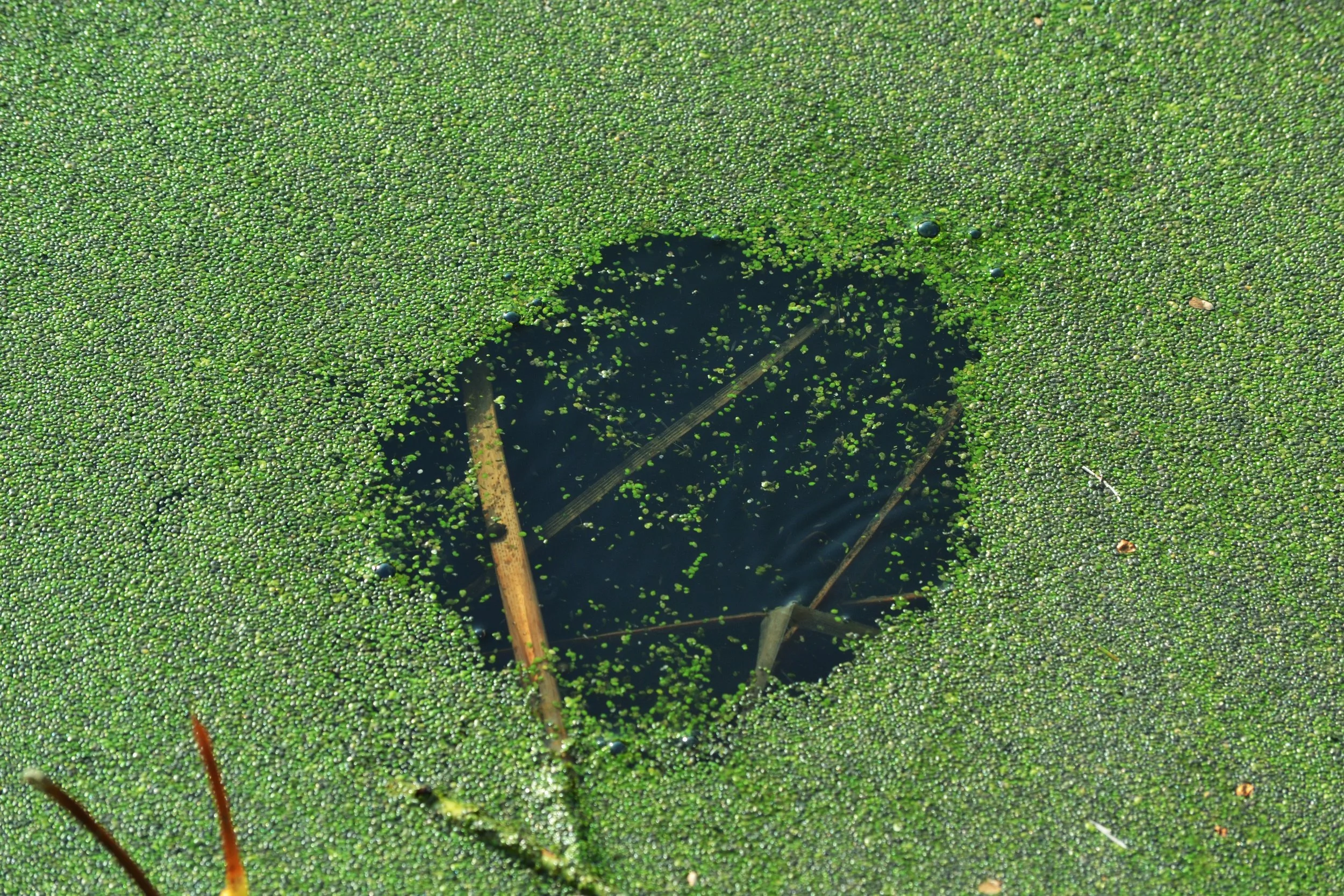 eDSC_0007.JPG