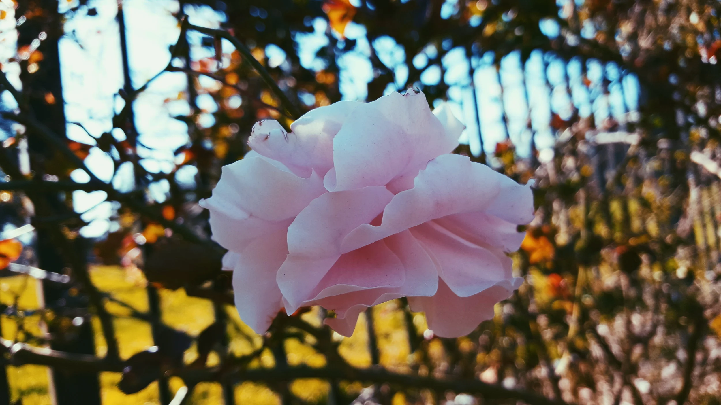 2018-02-15 06.45.32 1.jpg