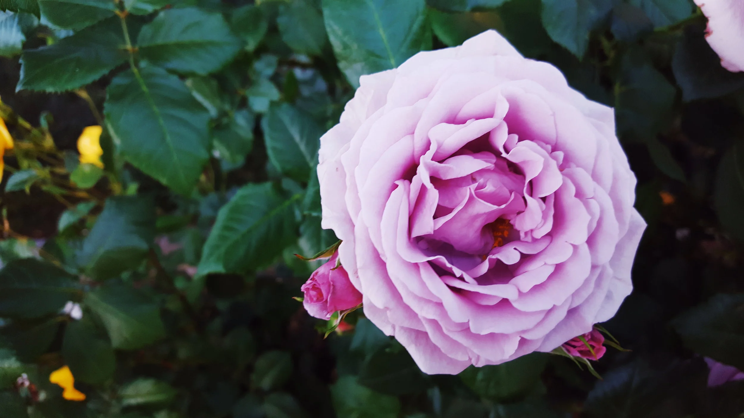 2018-04-29 09.23.52 1.jpg