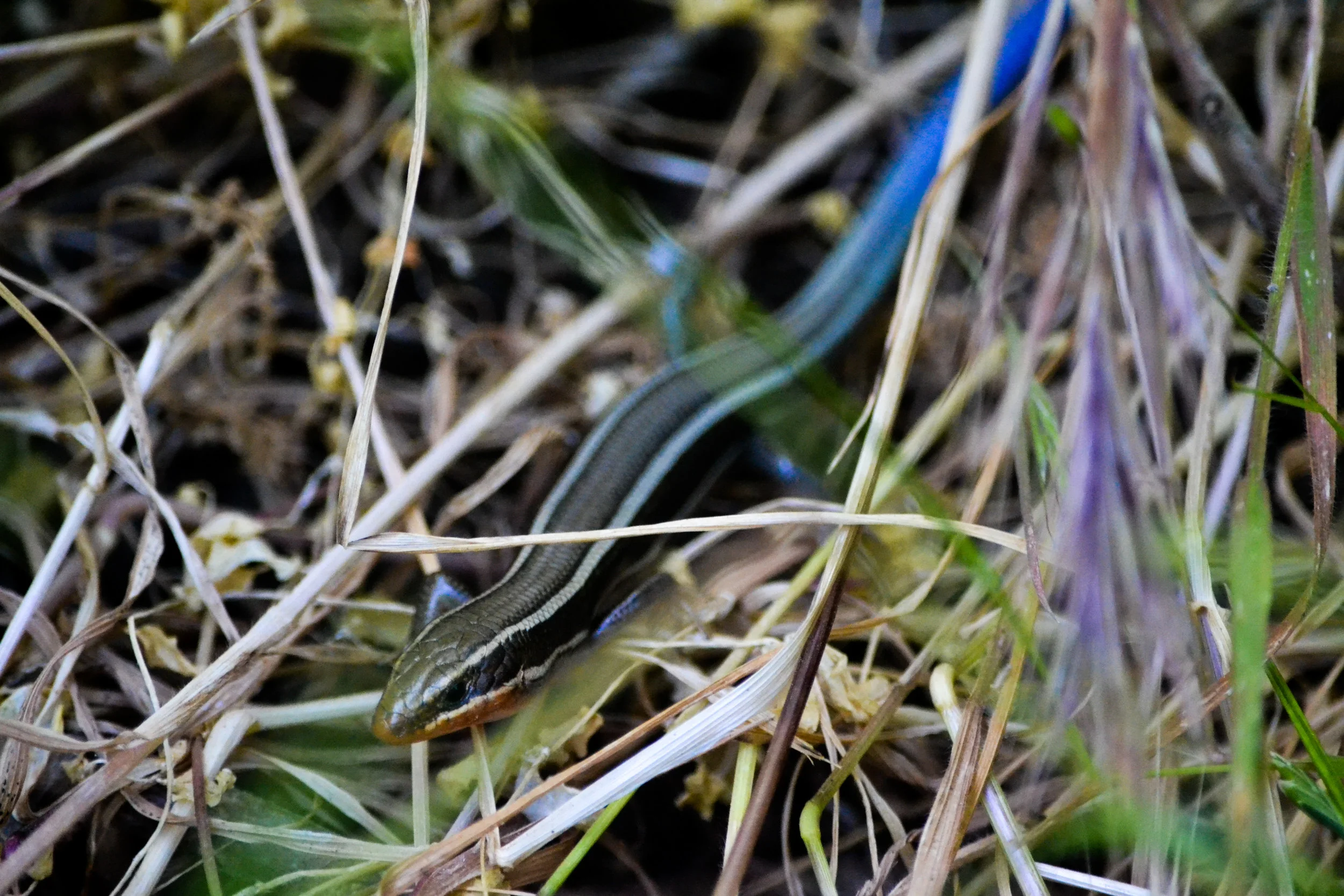 LRM_EXPORT_20180602_135844.jpg