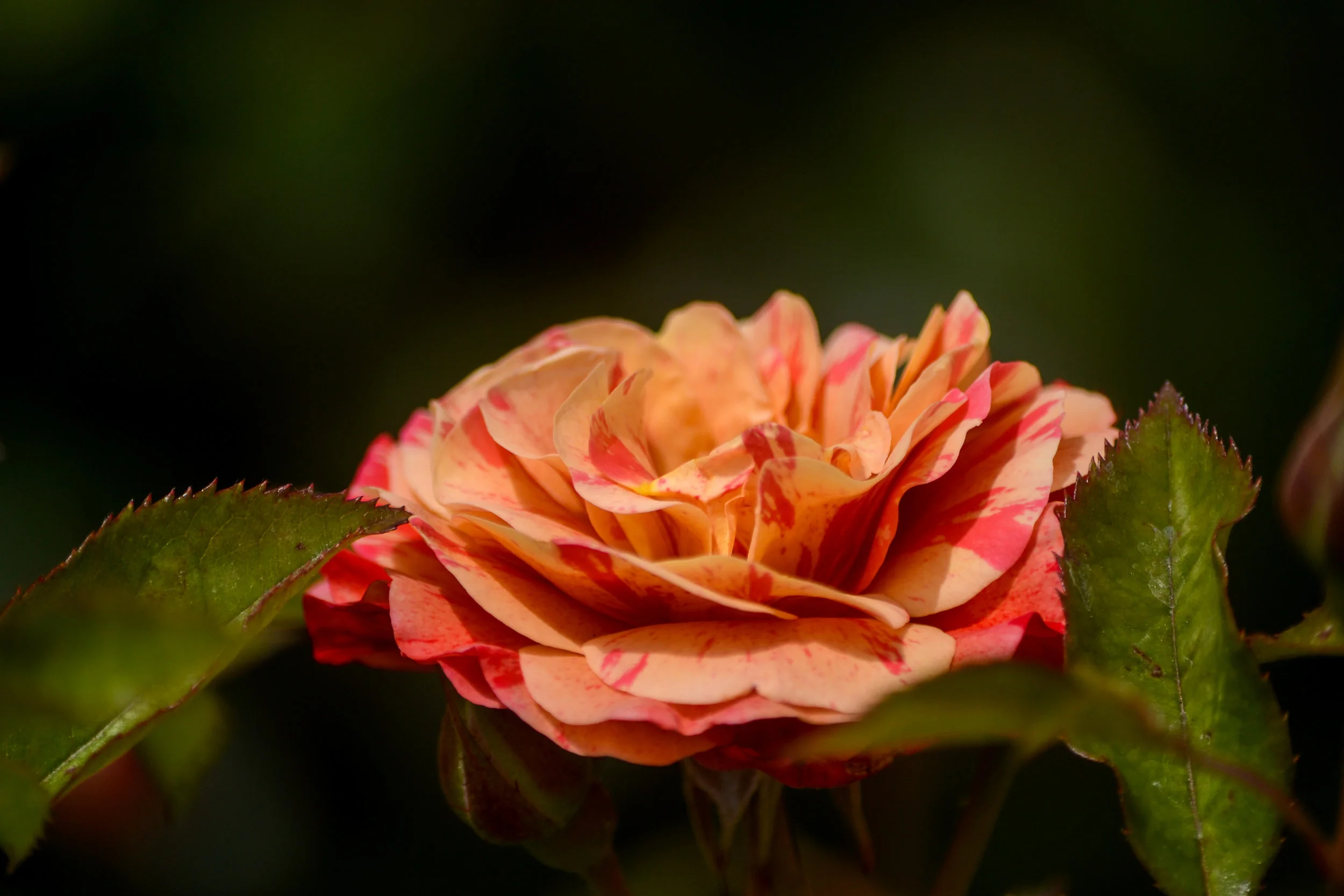 LRM_EXPORT_20180602_141241.jpg