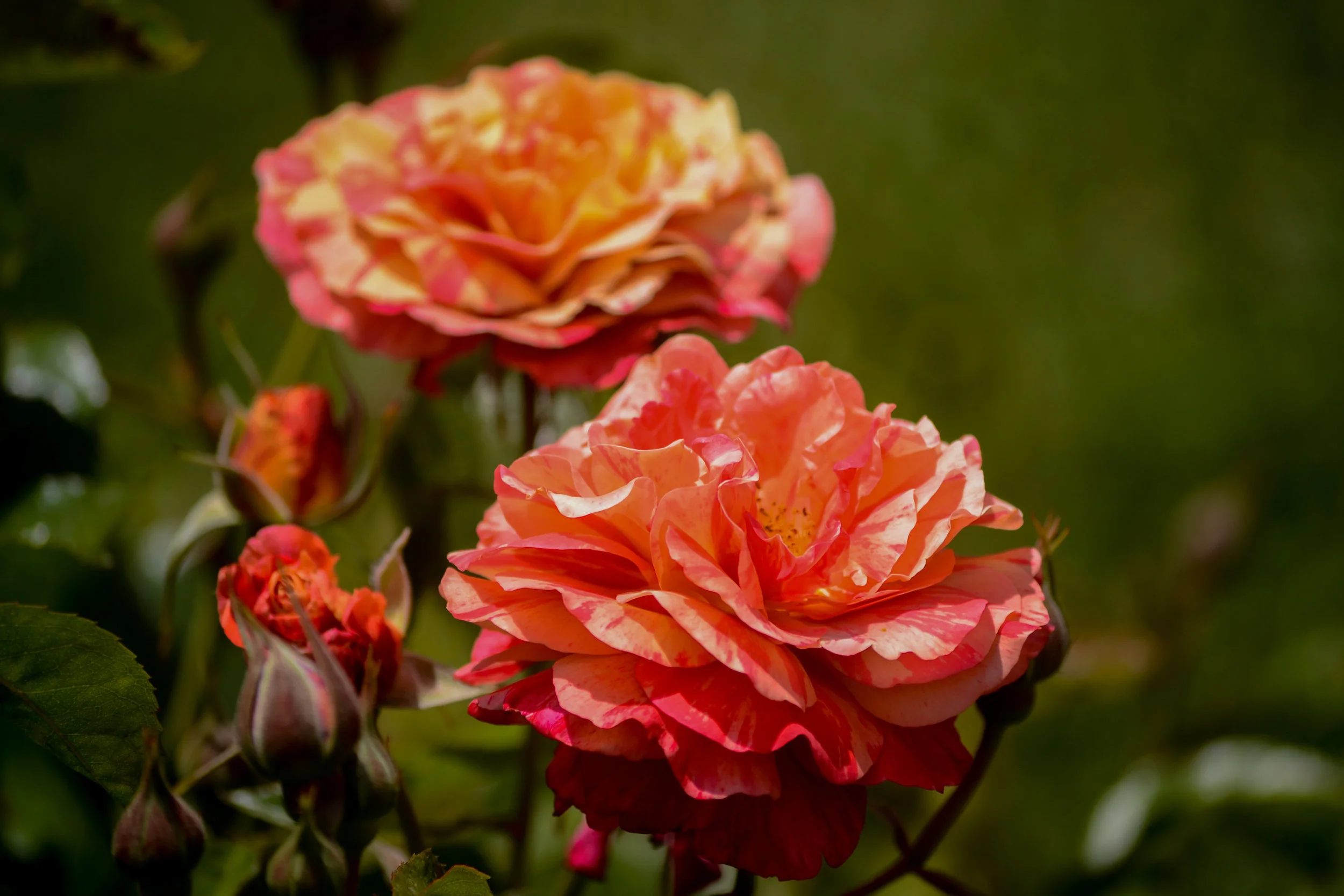 LRM_EXPORT_20180602_141422.jpg