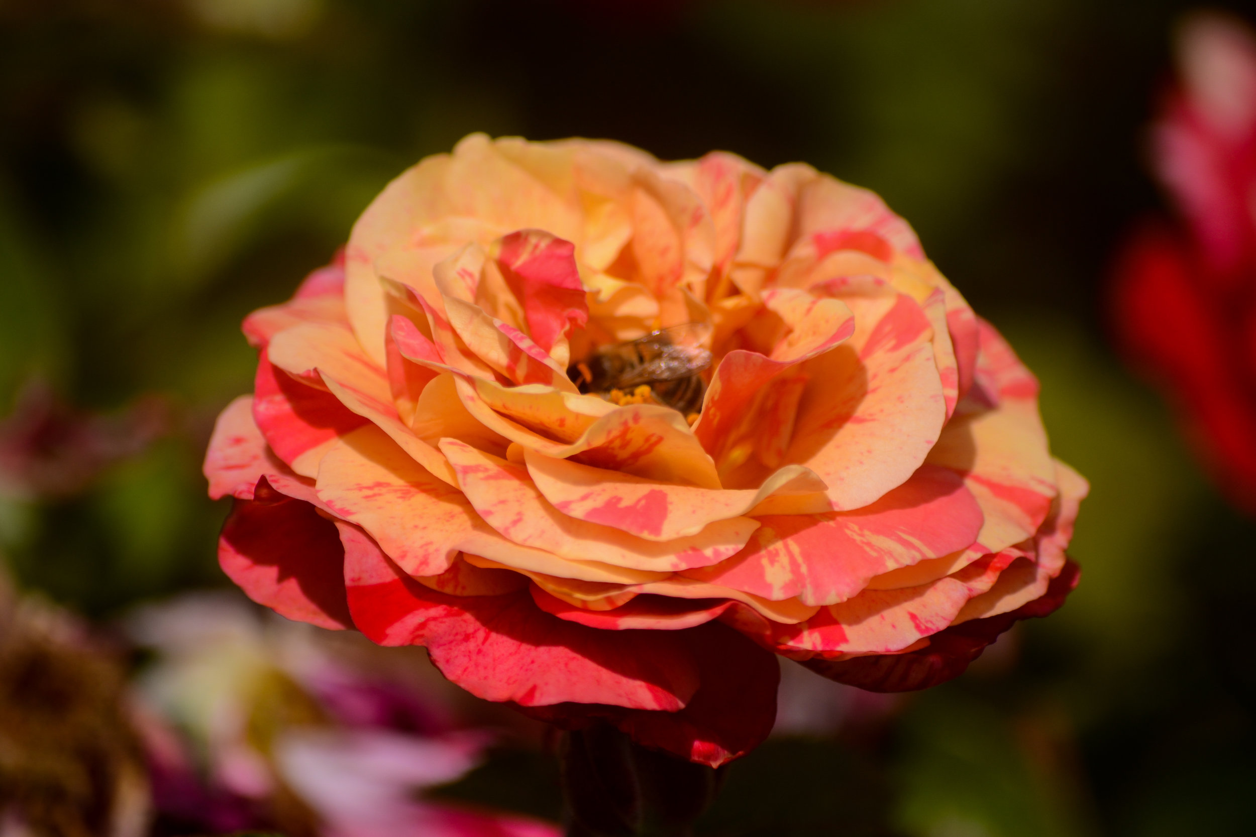 LRM_EXPORT_20180602_141210.jpg