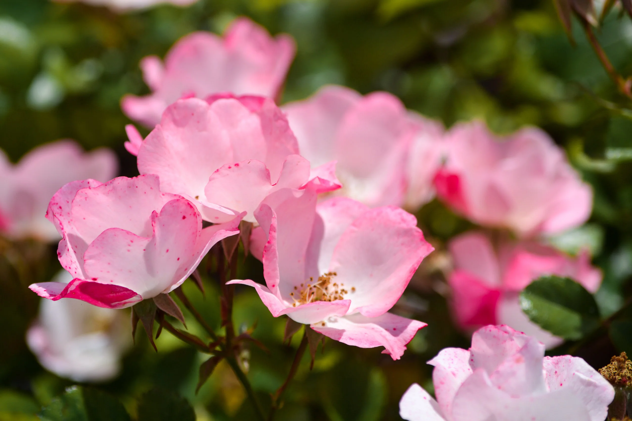 LRM_EXPORT_20180602_141221.jpg