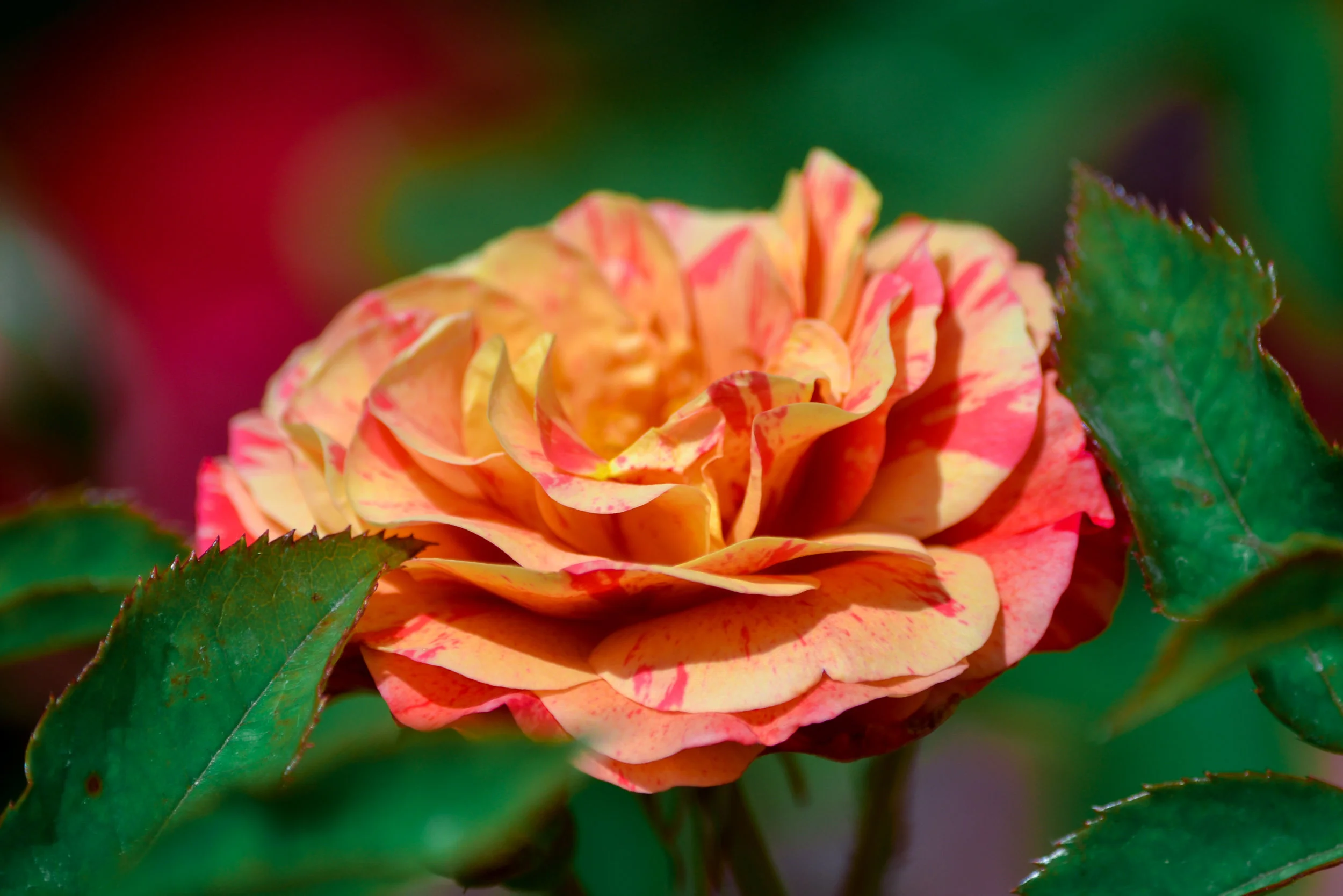LRM_EXPORT_20180602_141300.jpg