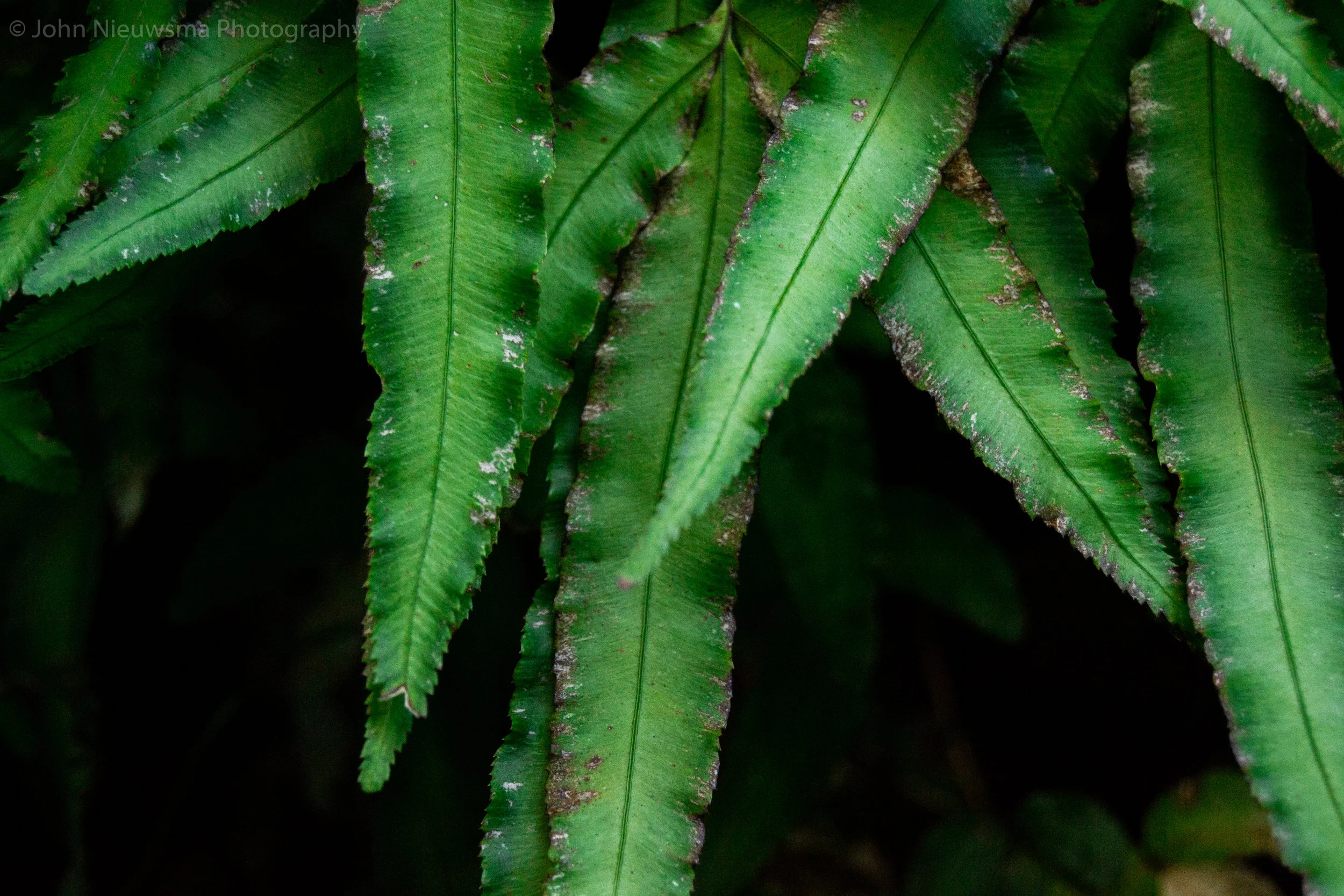The Living Wall_Elitecam_2019 (6 of 11).jpg