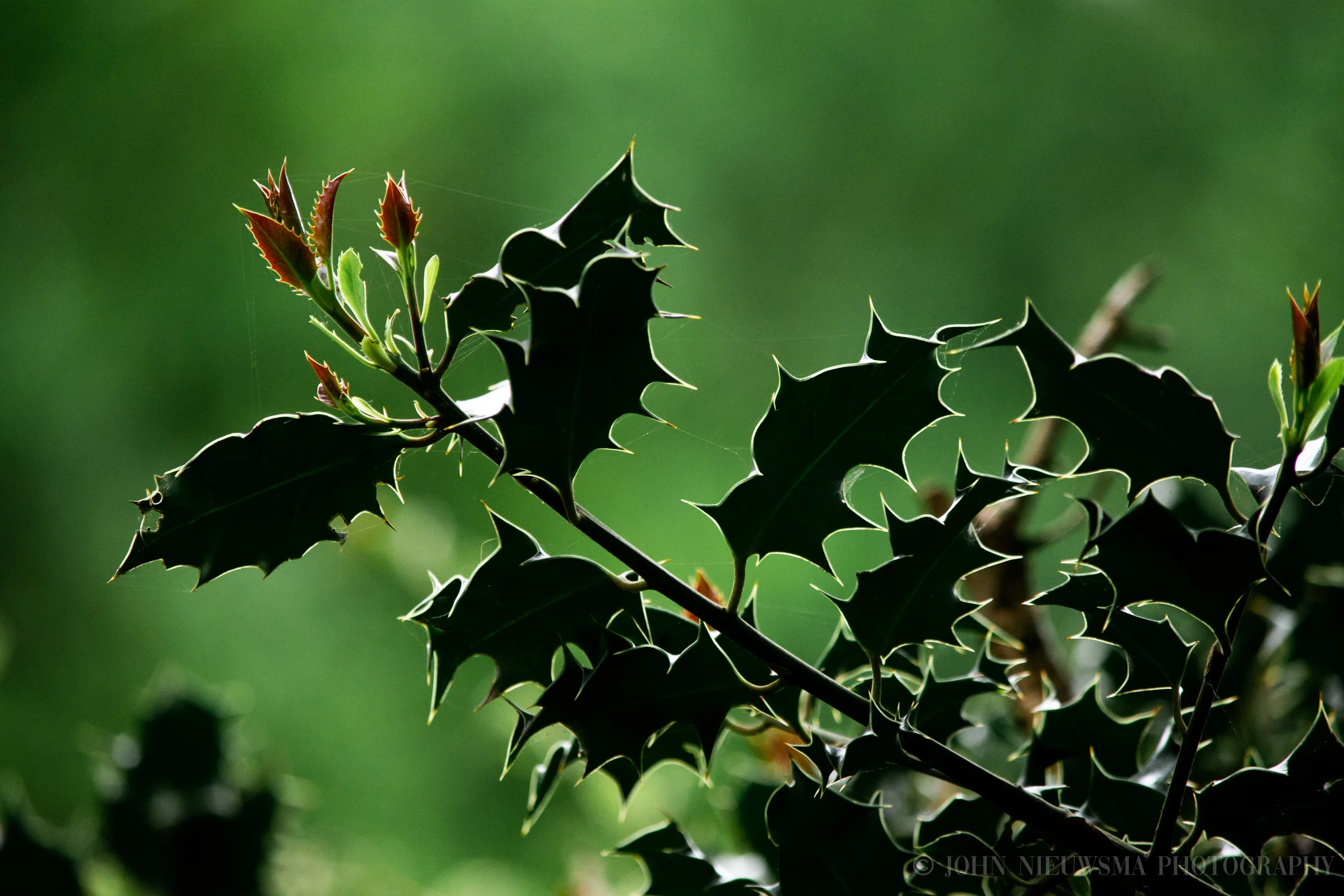 Romantic Memories: The Thorns Reveal Themselves