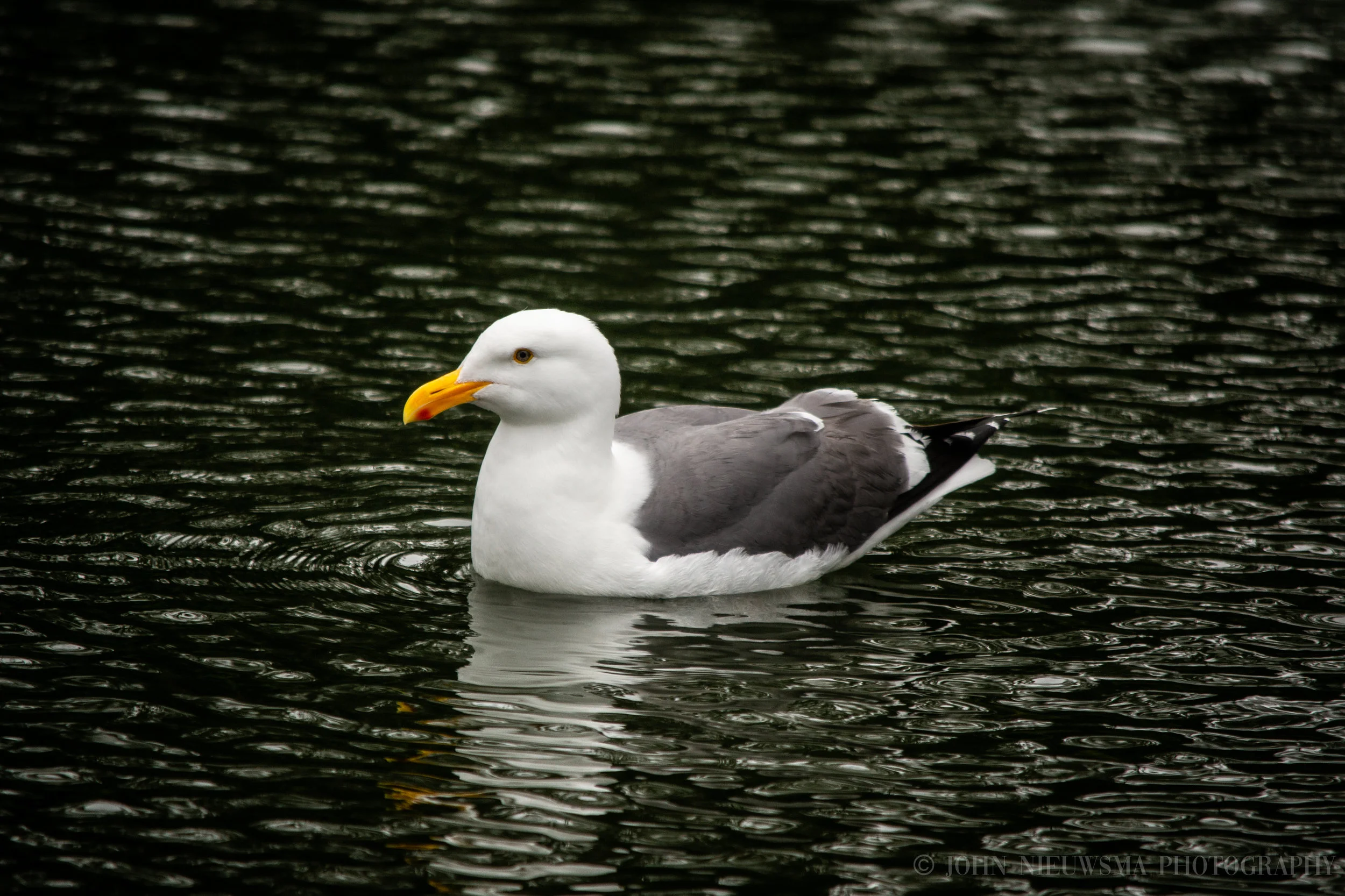 Romantic Memories: Floating On The Surface Like Glass I