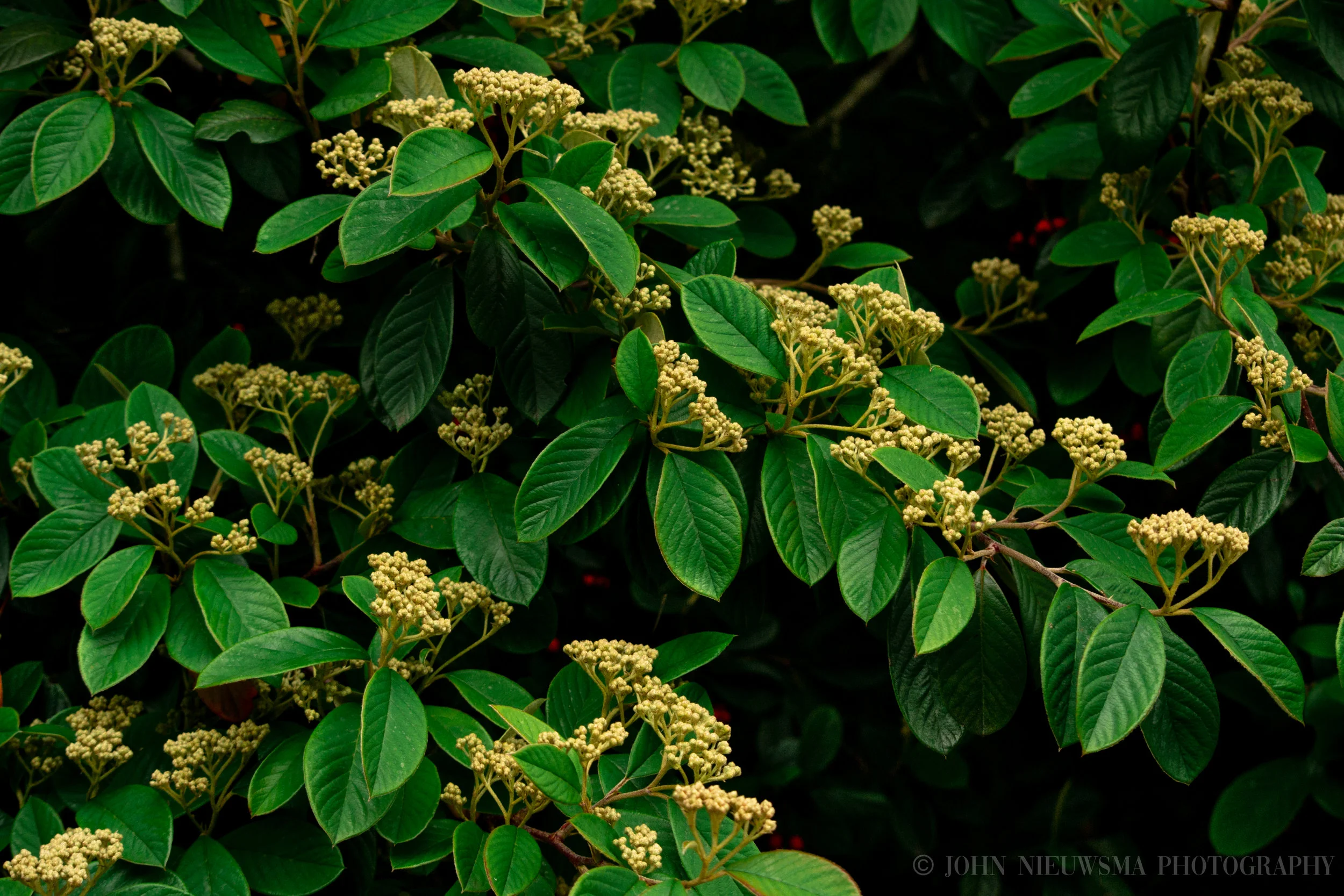 Romantic Memories: I Fear Something Lurks Among The Foliage