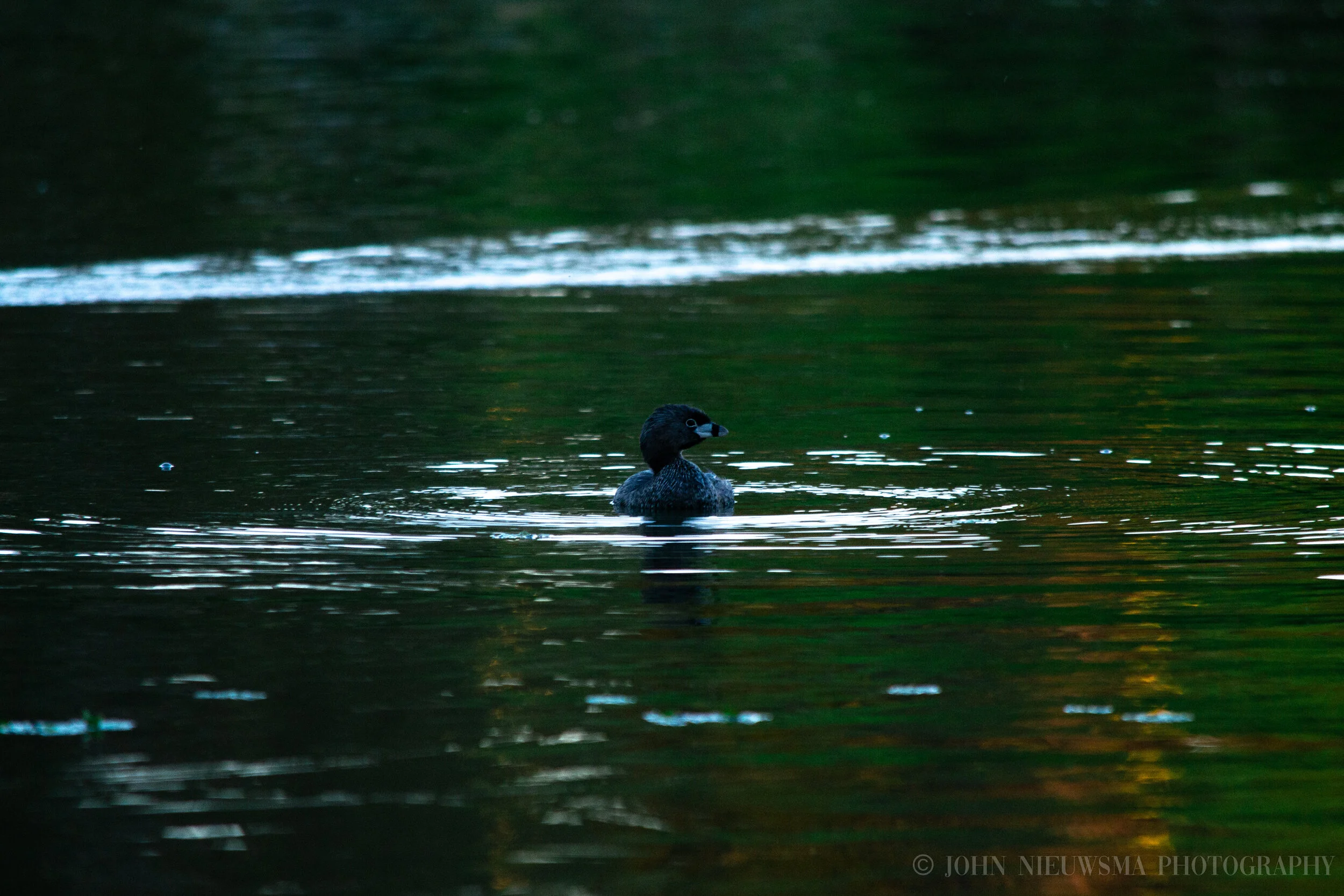 Pied-Billed Grebe Over The Vasona Waters Vol. 3