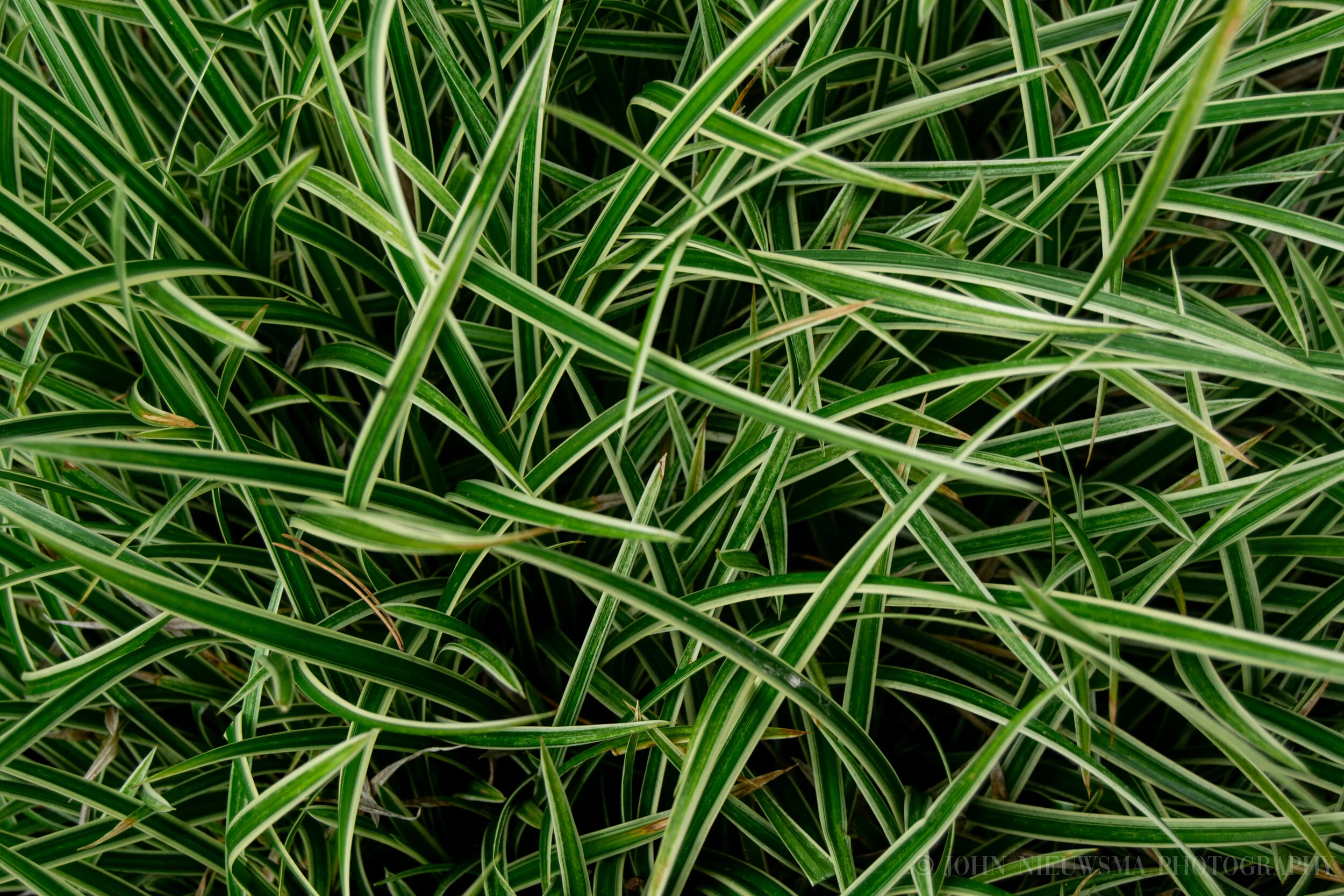A wire of fern blades