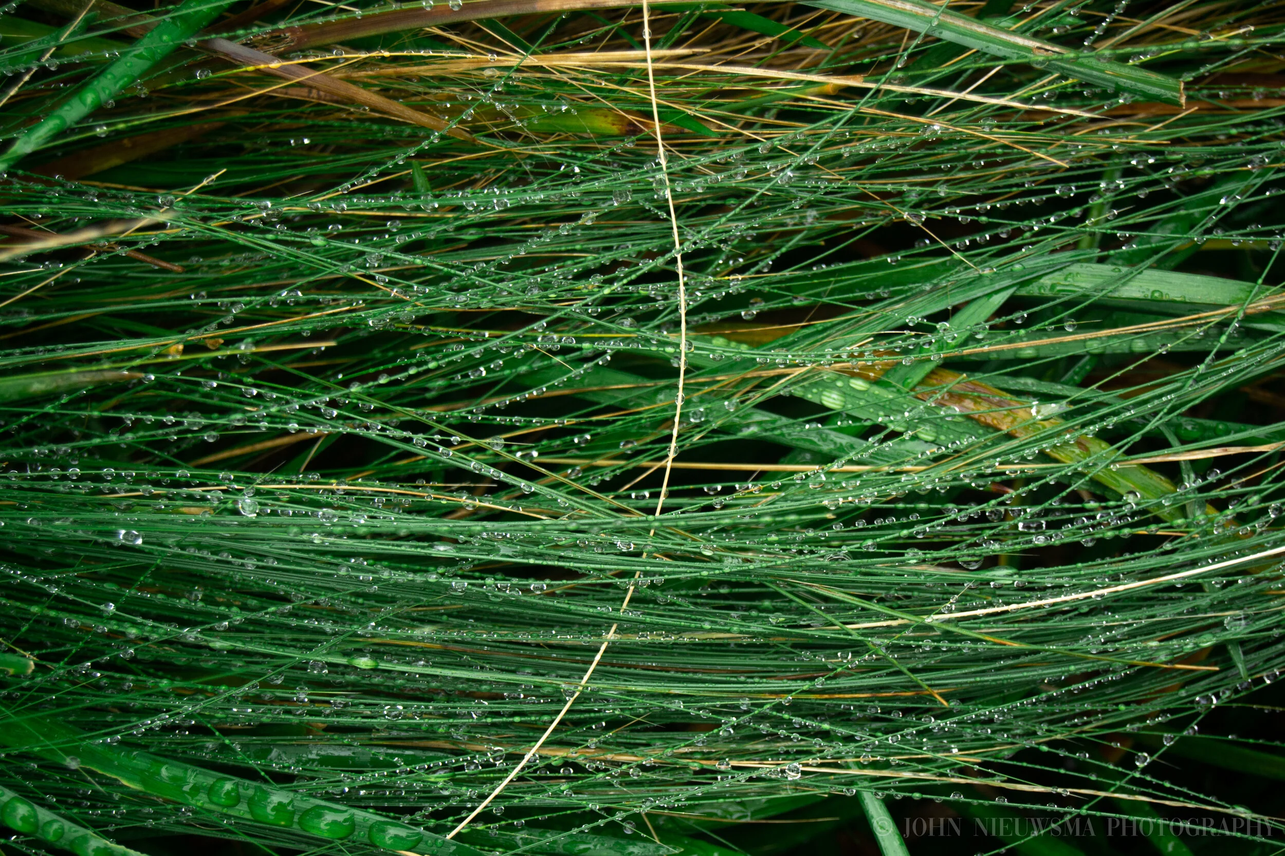 Thin blades of grass catch fresh rain 2