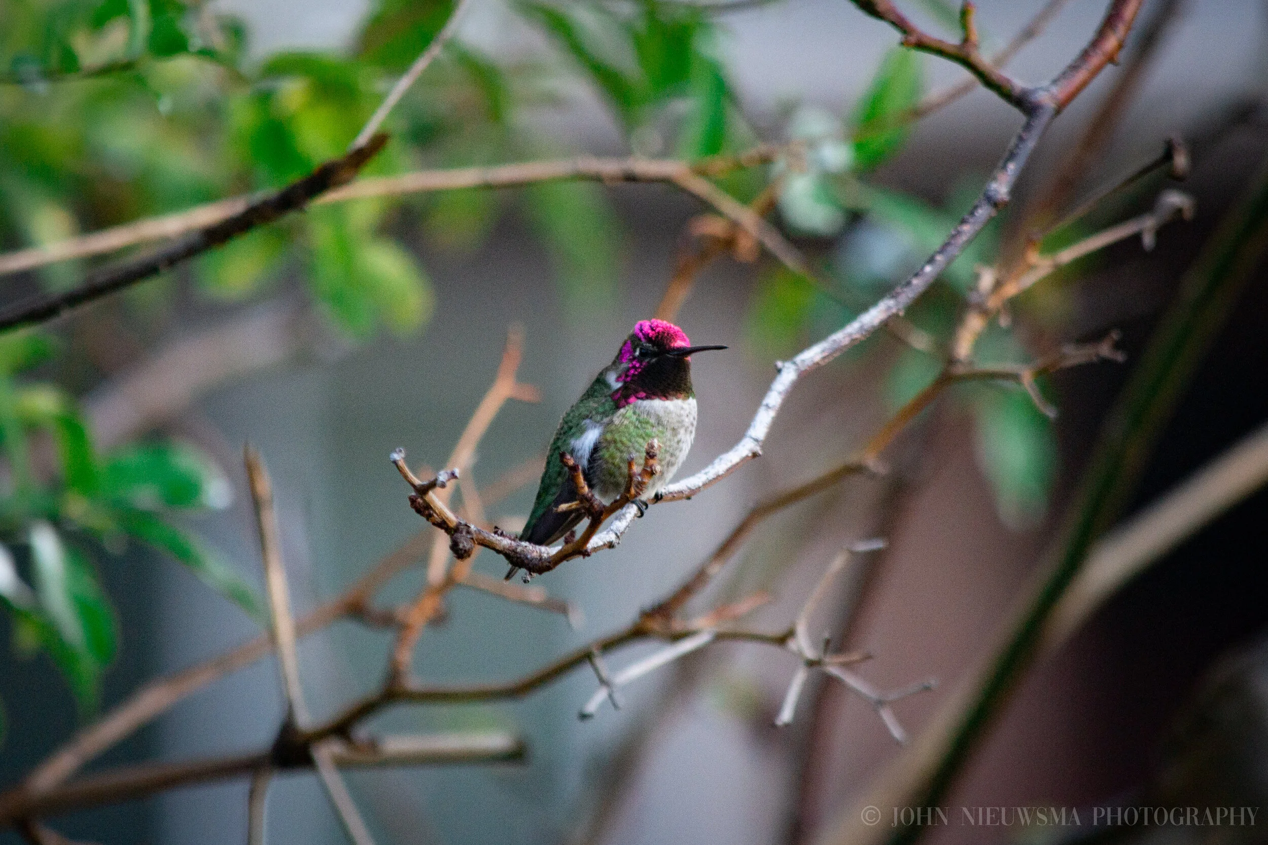 Anna's Humingbird Remains Resilient IV