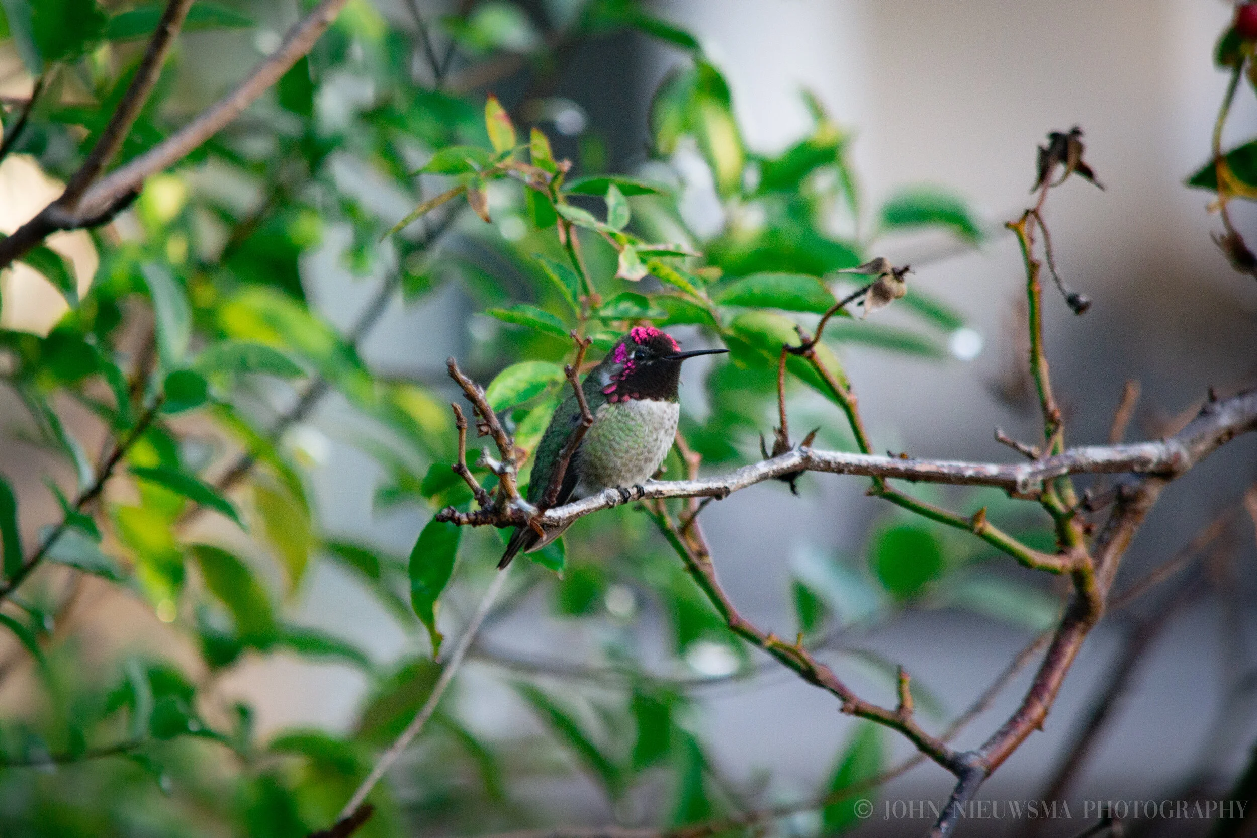 Anna's Humingbird Remains Resilient V