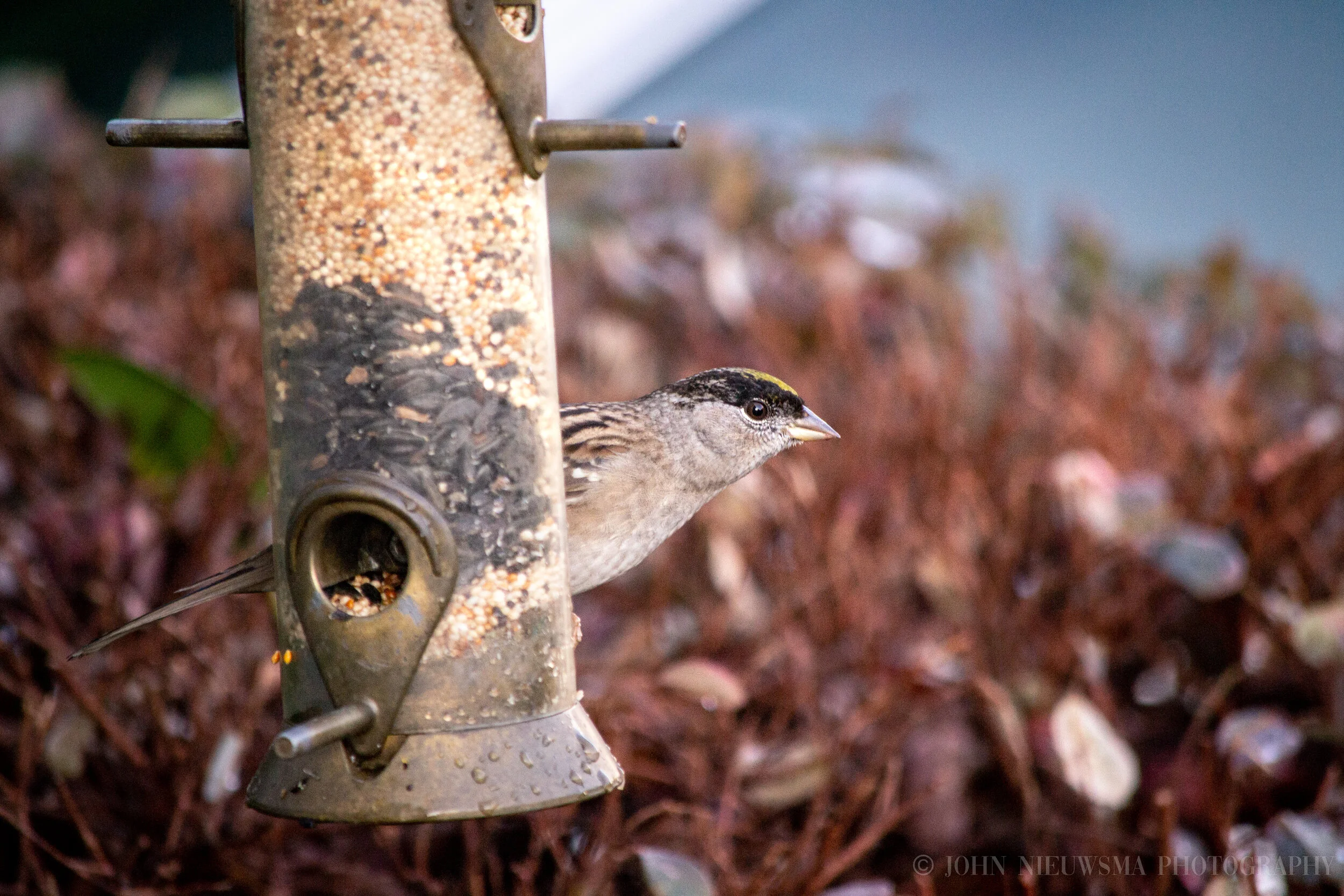 Golden-Crowned Sparrow Peaks From Behind The Feeder