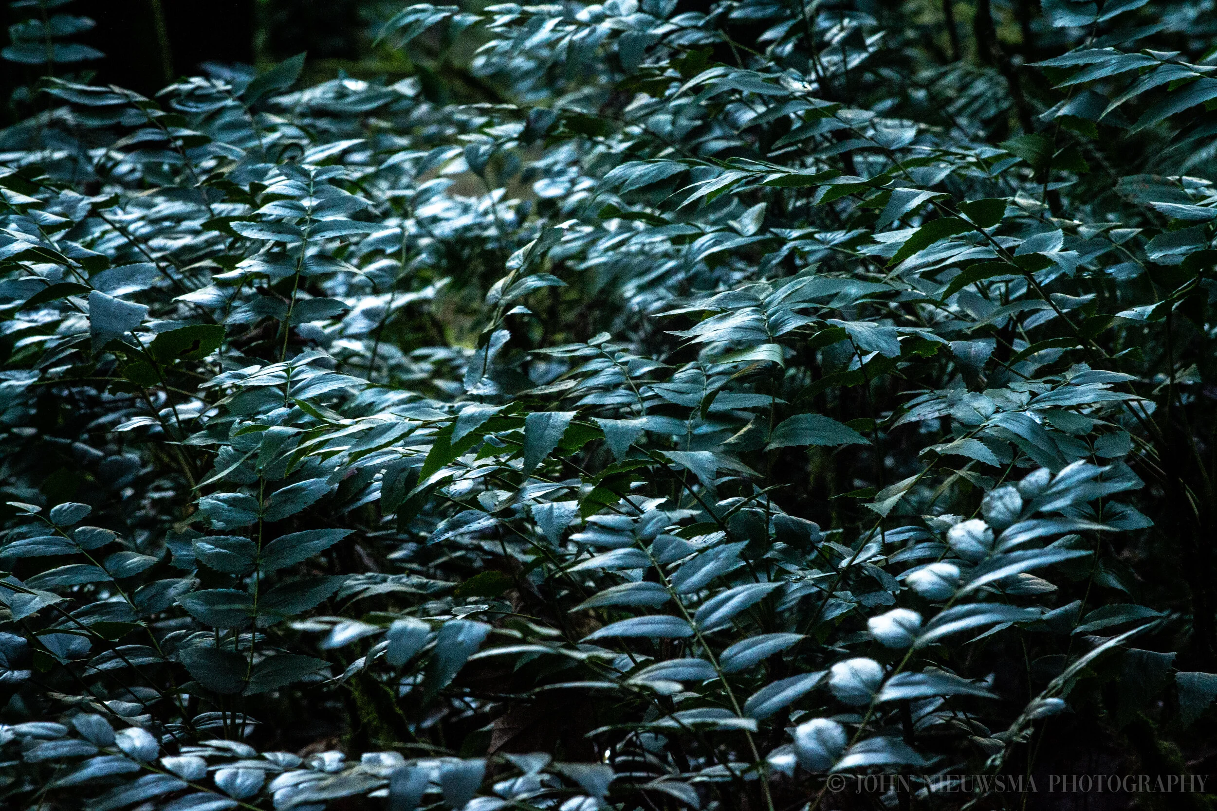 ジャングル|VI