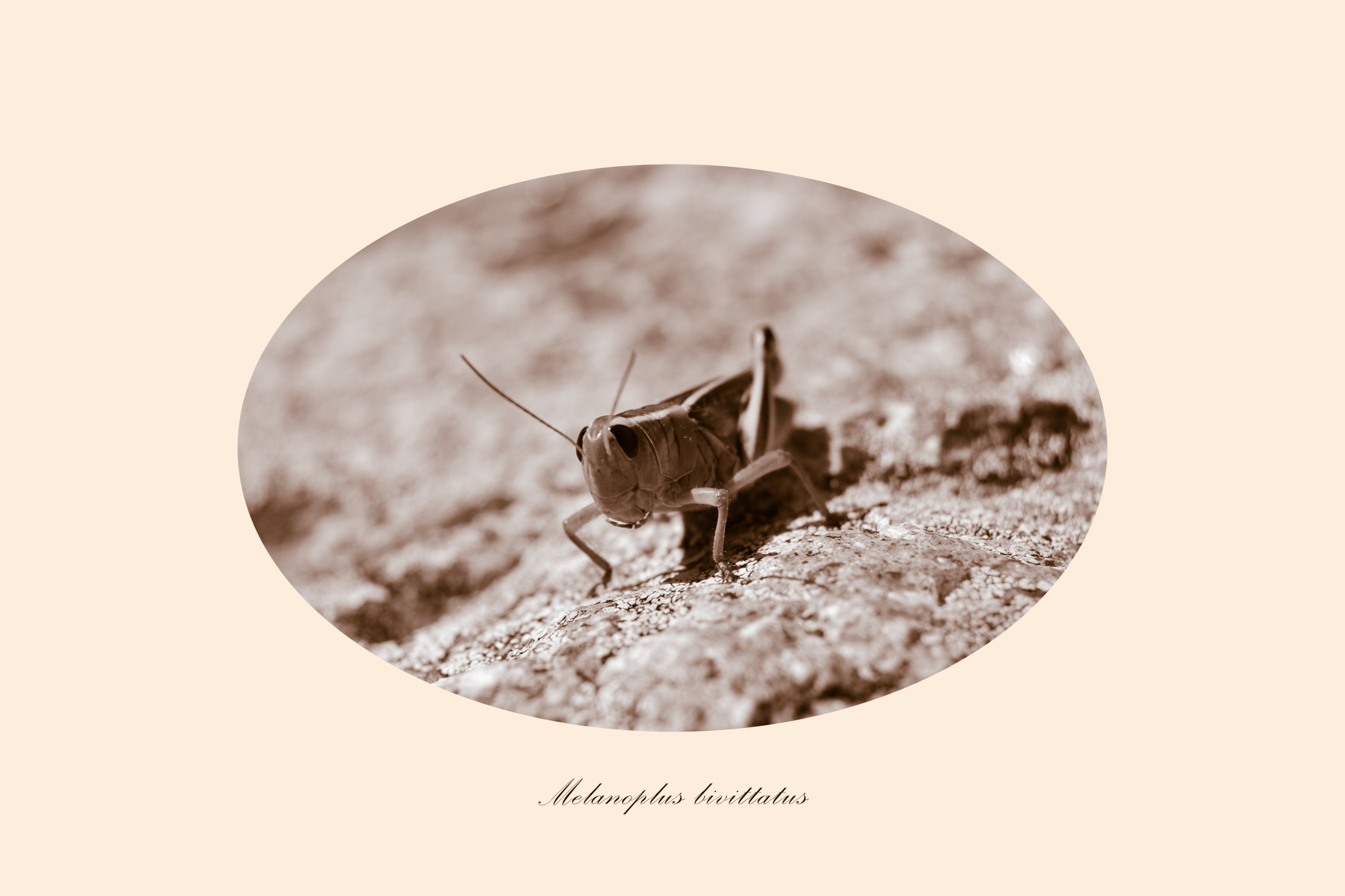 Melanoplus bivittatus