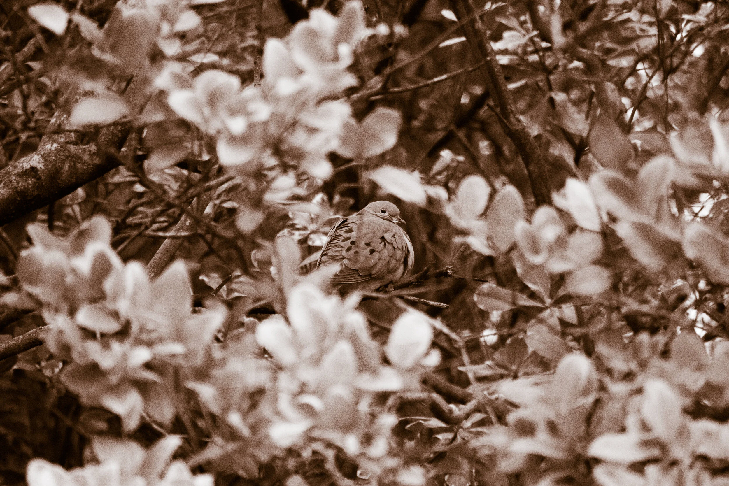 Mourning Dove (Van Dyke Edit)