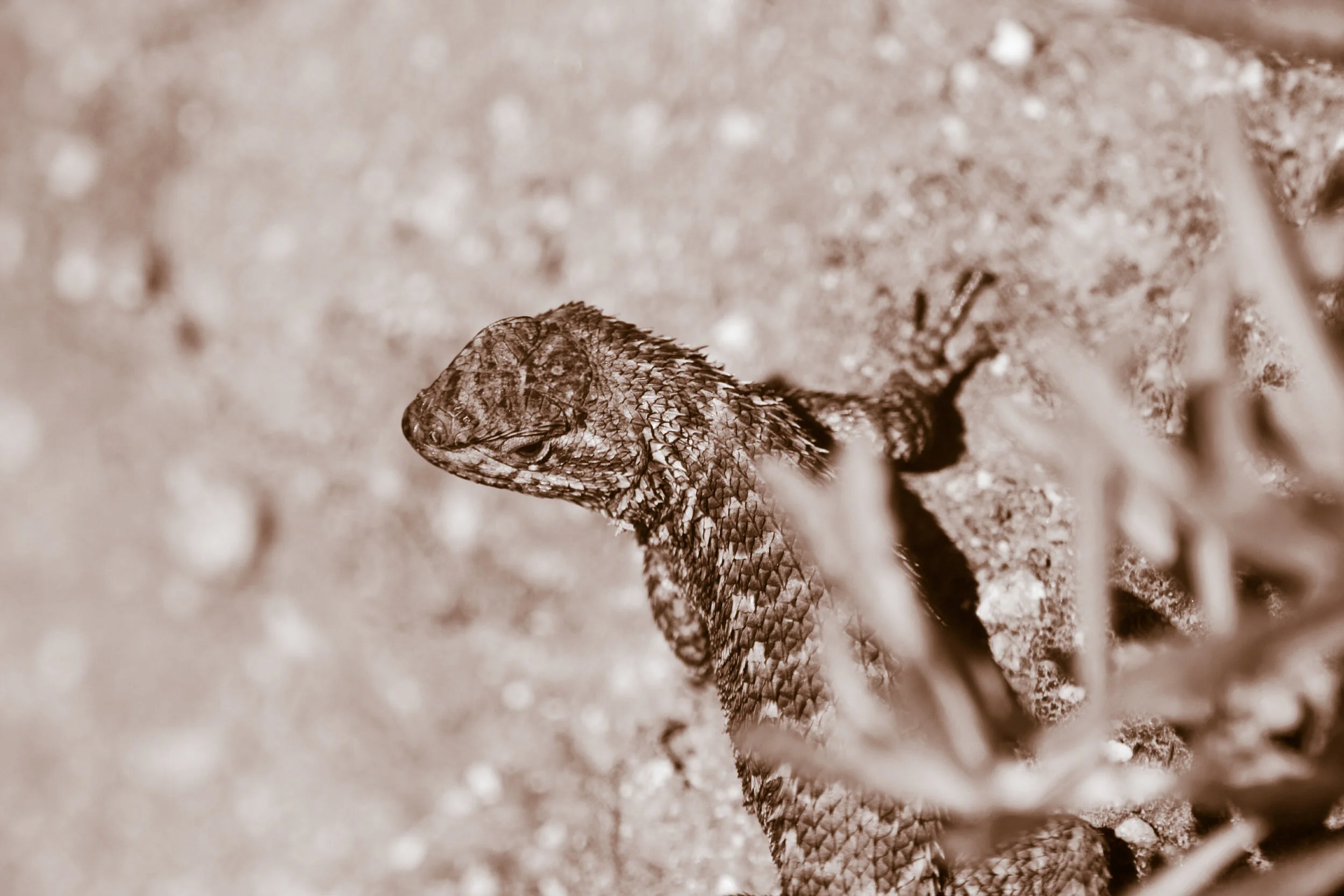 Coastal Range Fence Lizard (Van Dyke Edit)