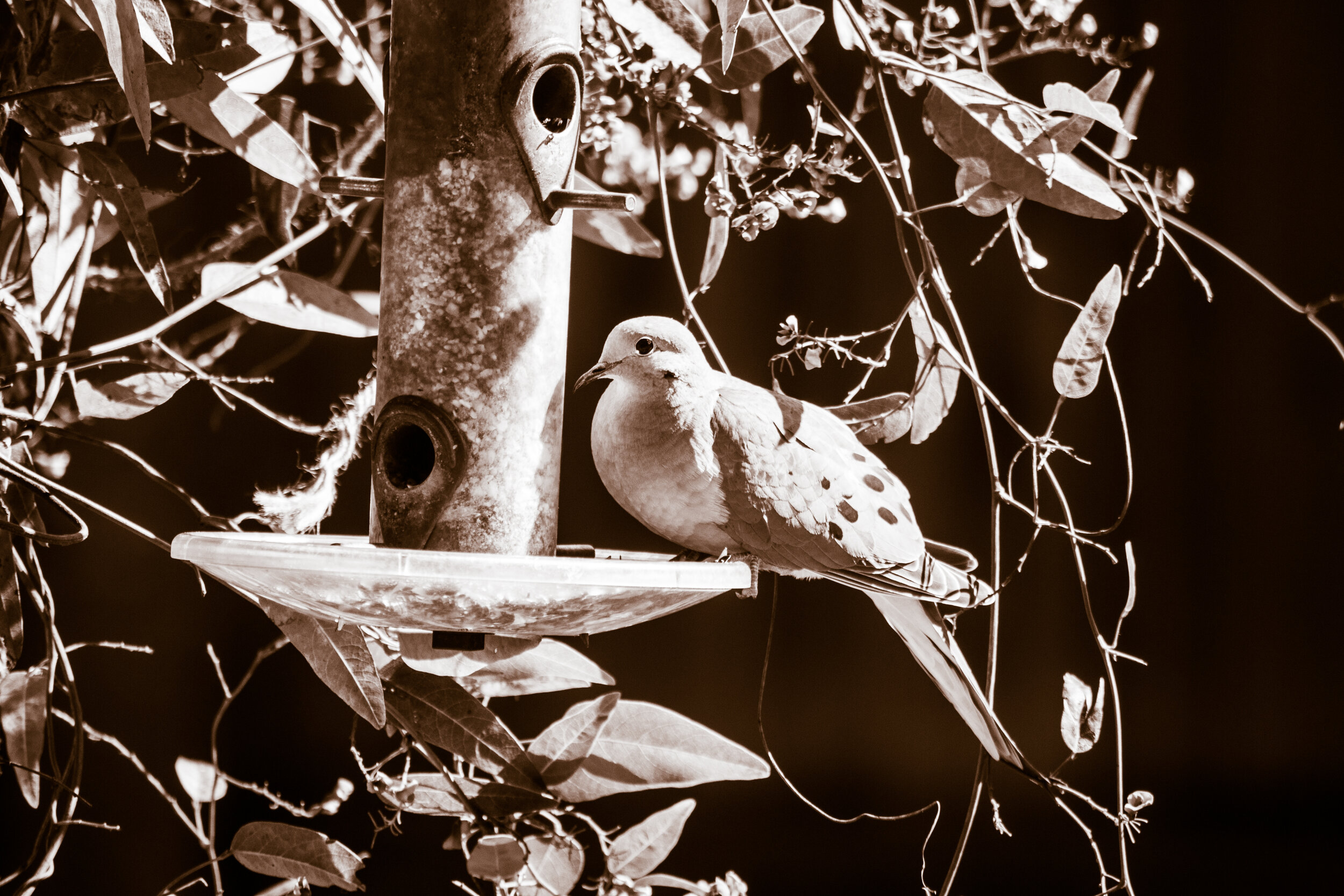 Mourning Dove II (Van Dyke Edit)