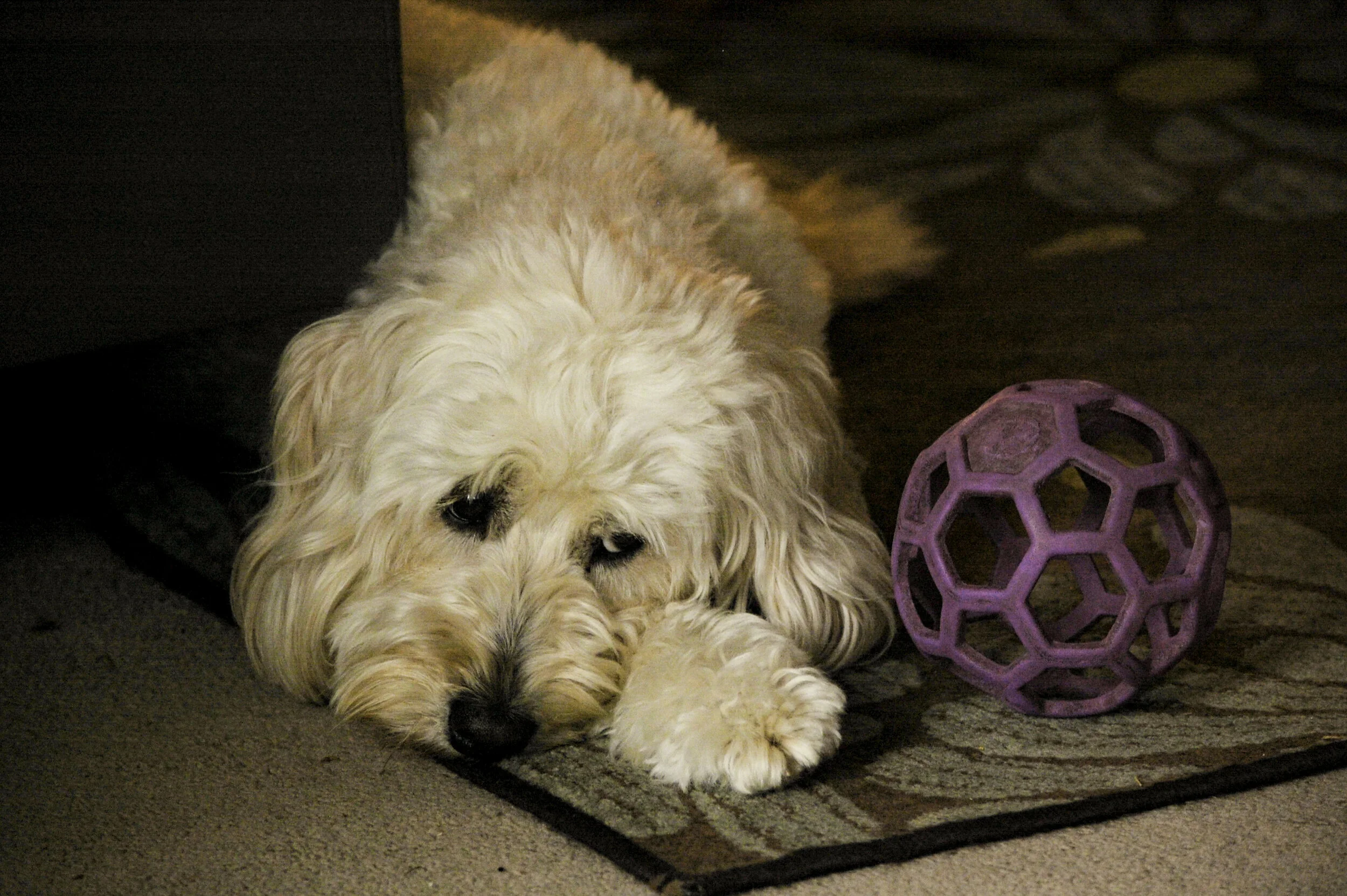 Lucy Alert And Present