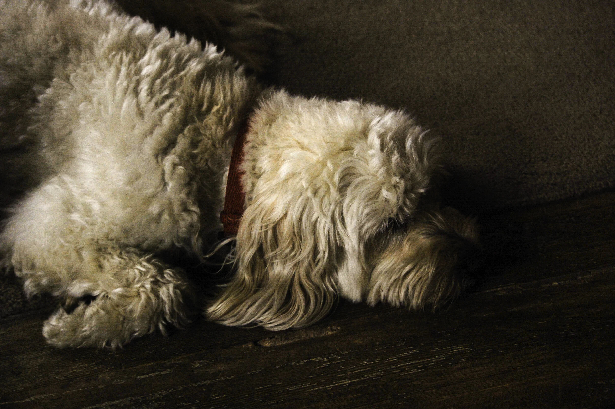 Lucy Asleep And Dreaming