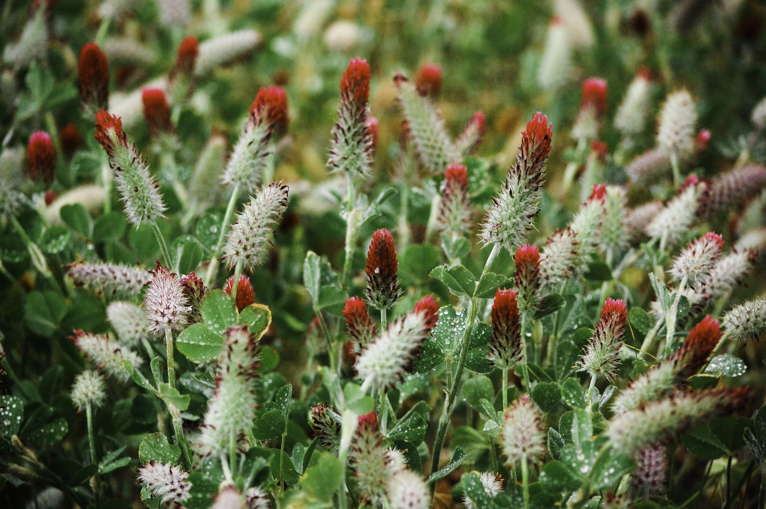 Santa Cruz Cliffside Flora - I