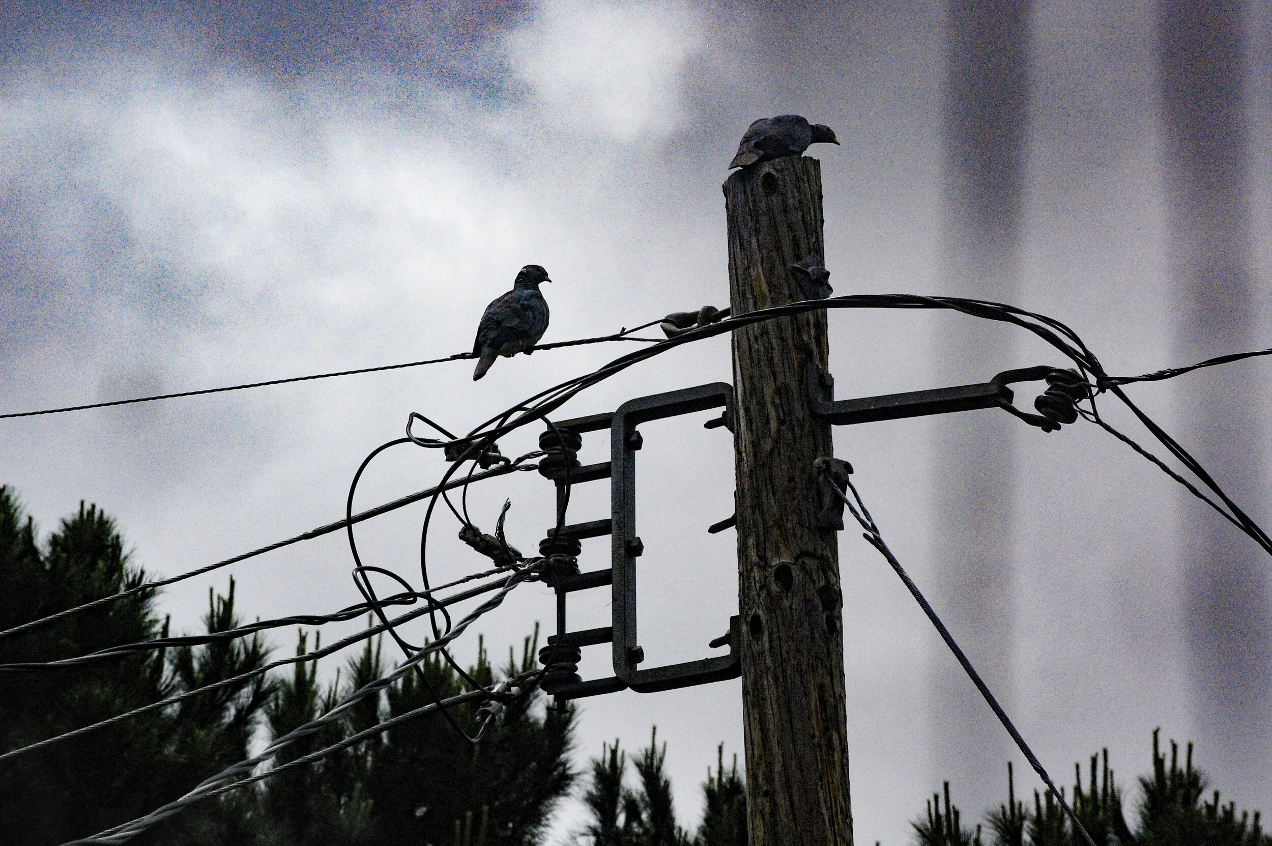 The Vulture Doves Sit Perched In The Digital Storm