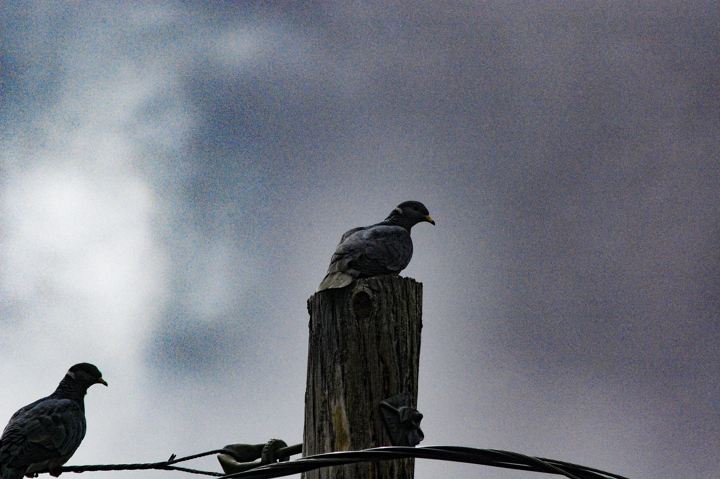The Vulture Doves Sit Perched In The Digital Storm - Detail