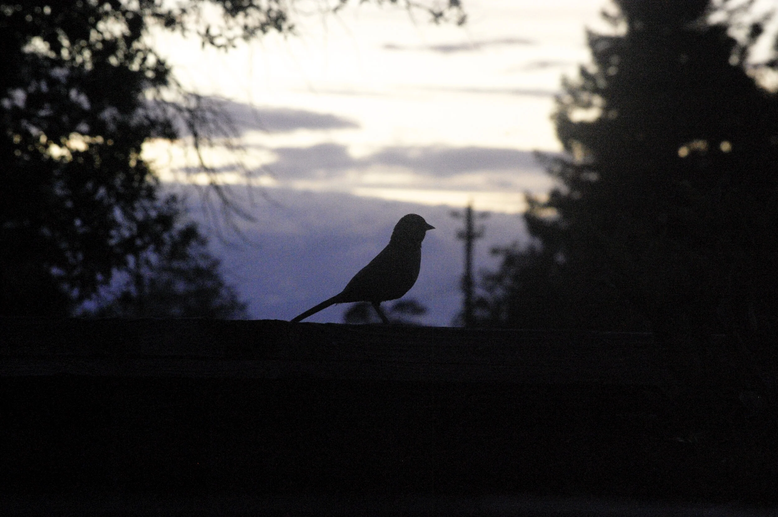 California Towhee On The Fence