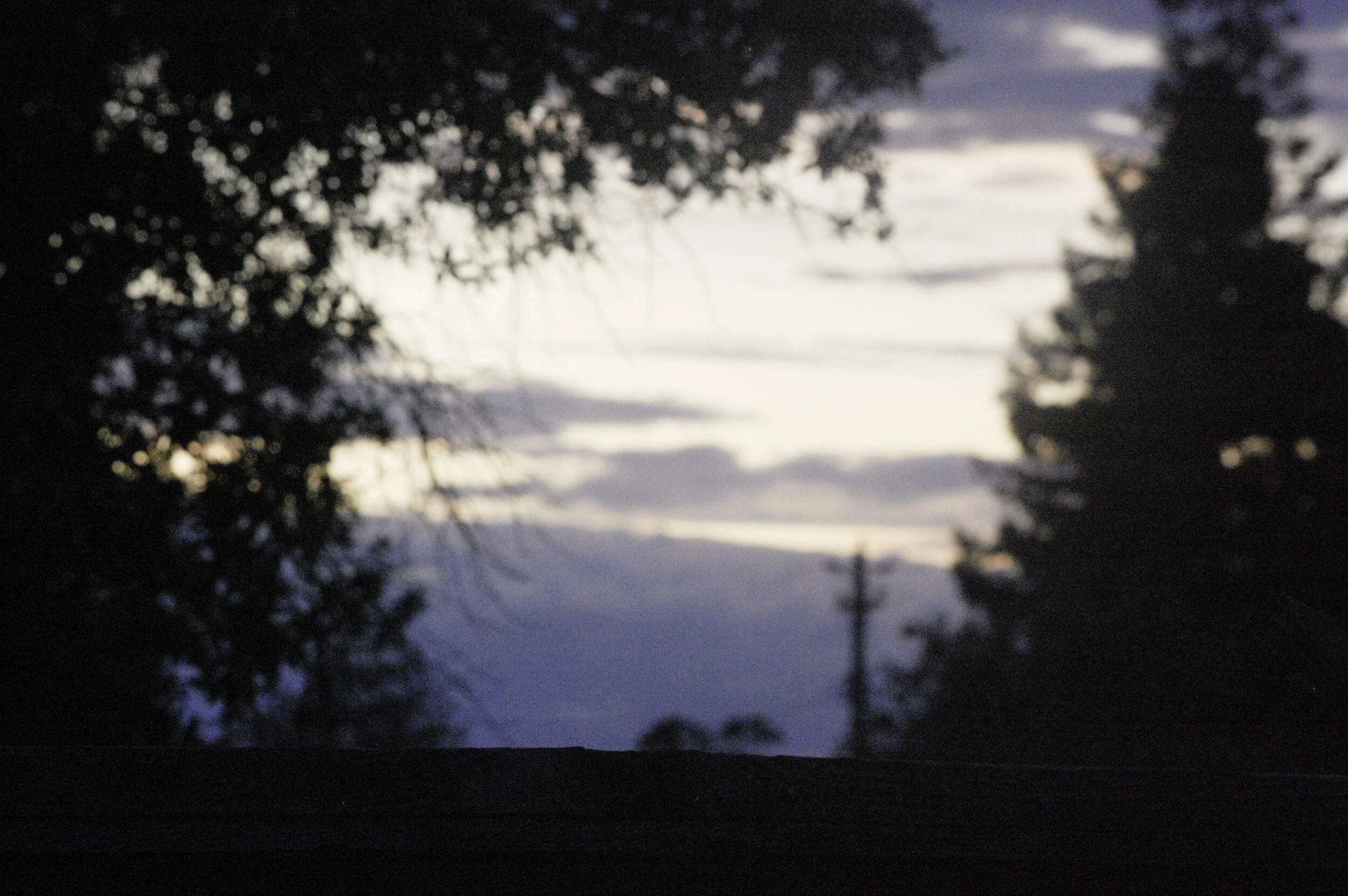 The Absence of a California Towhee