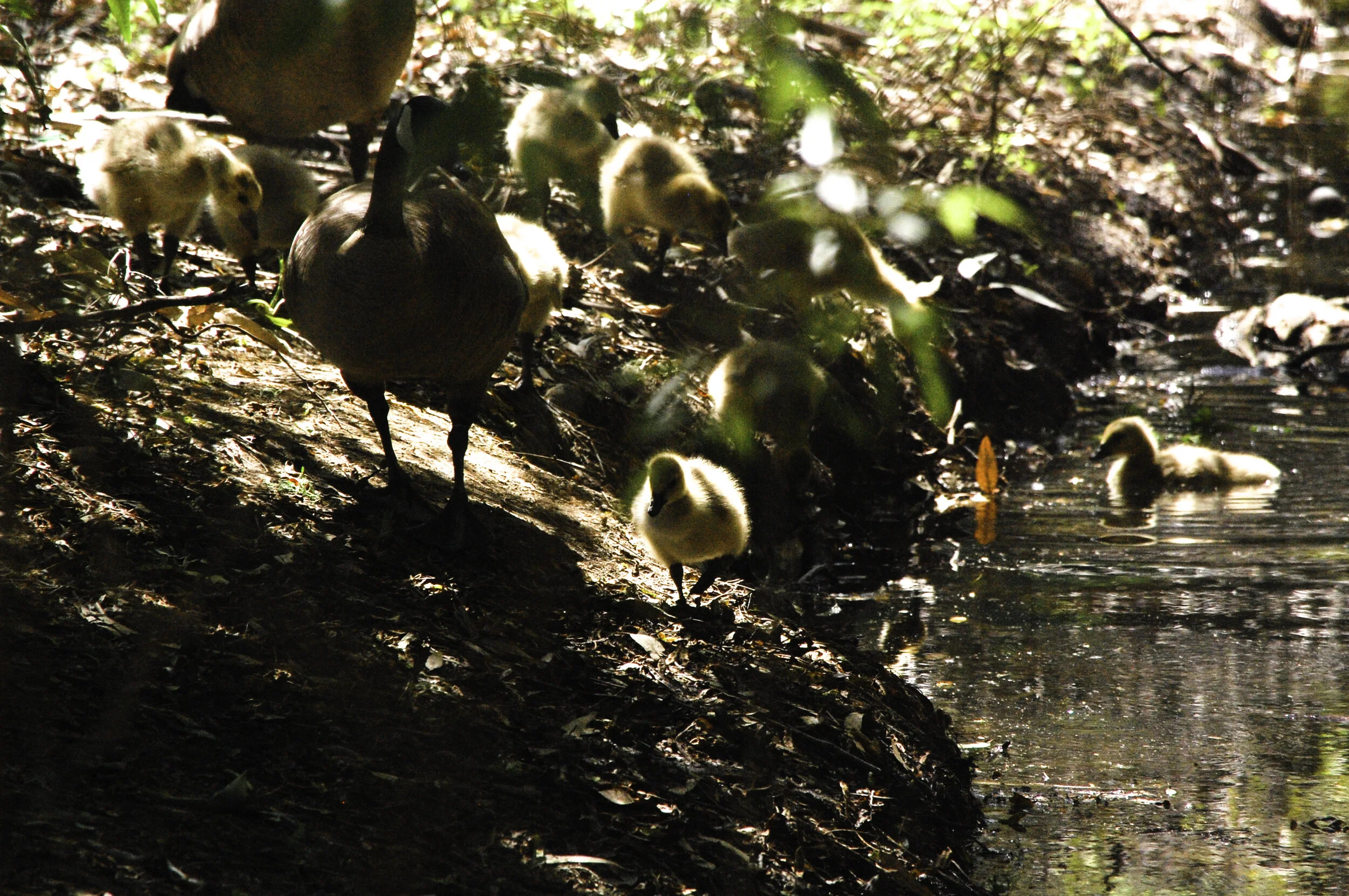 Canada Goose chick receives counsuling from his father