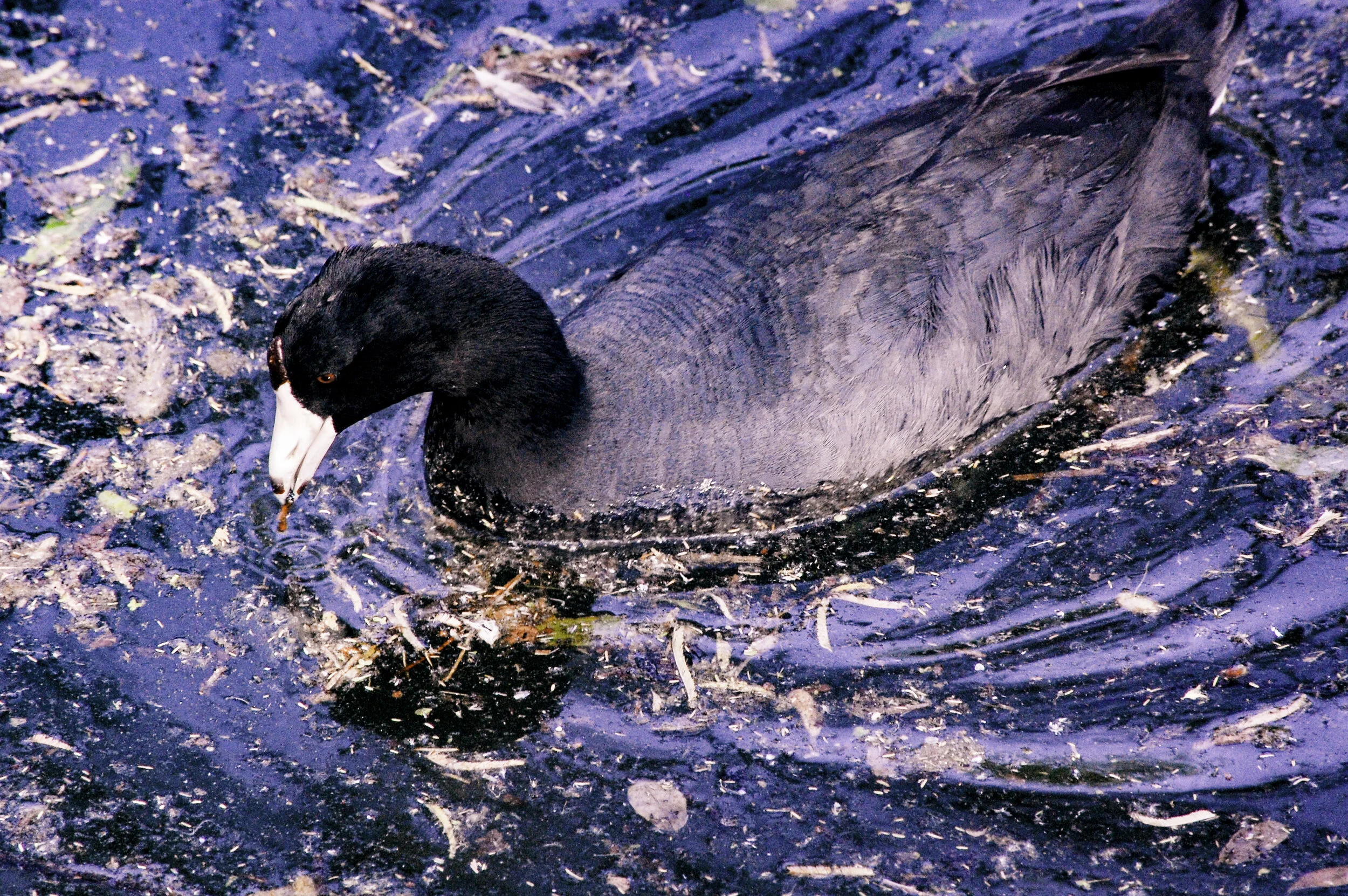 American Coot