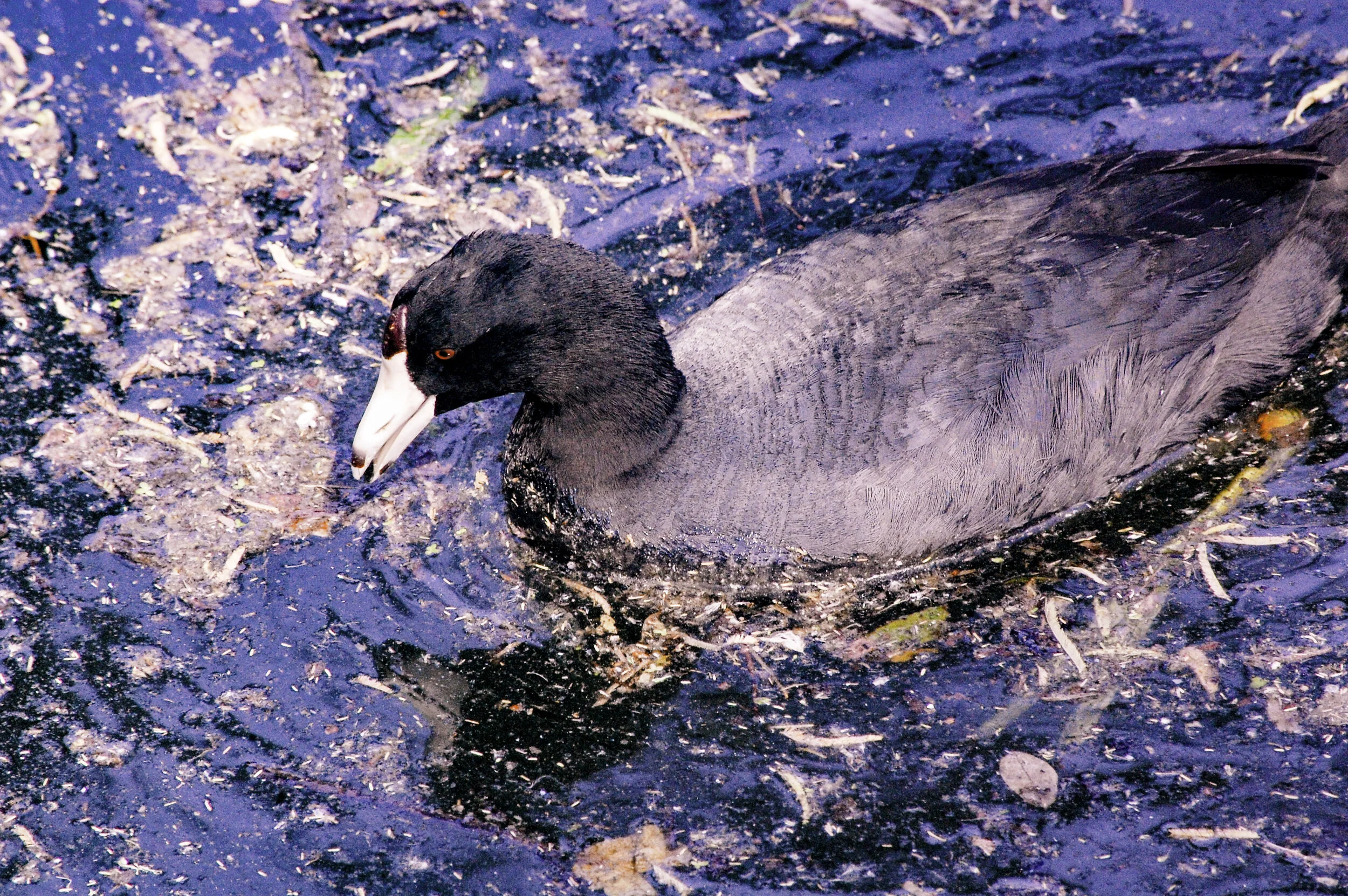 American Coot Sifting Through Stink