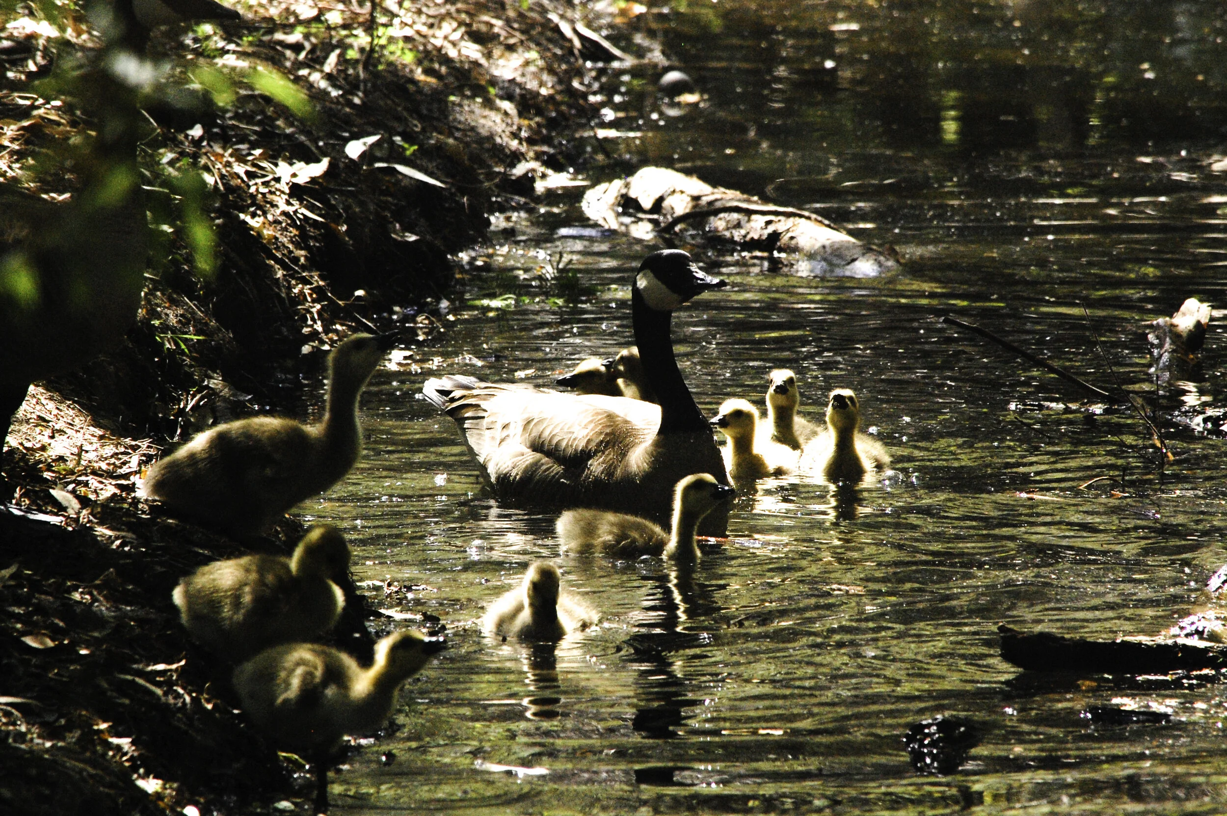 Mother Canada Goose directs her chicks to swim