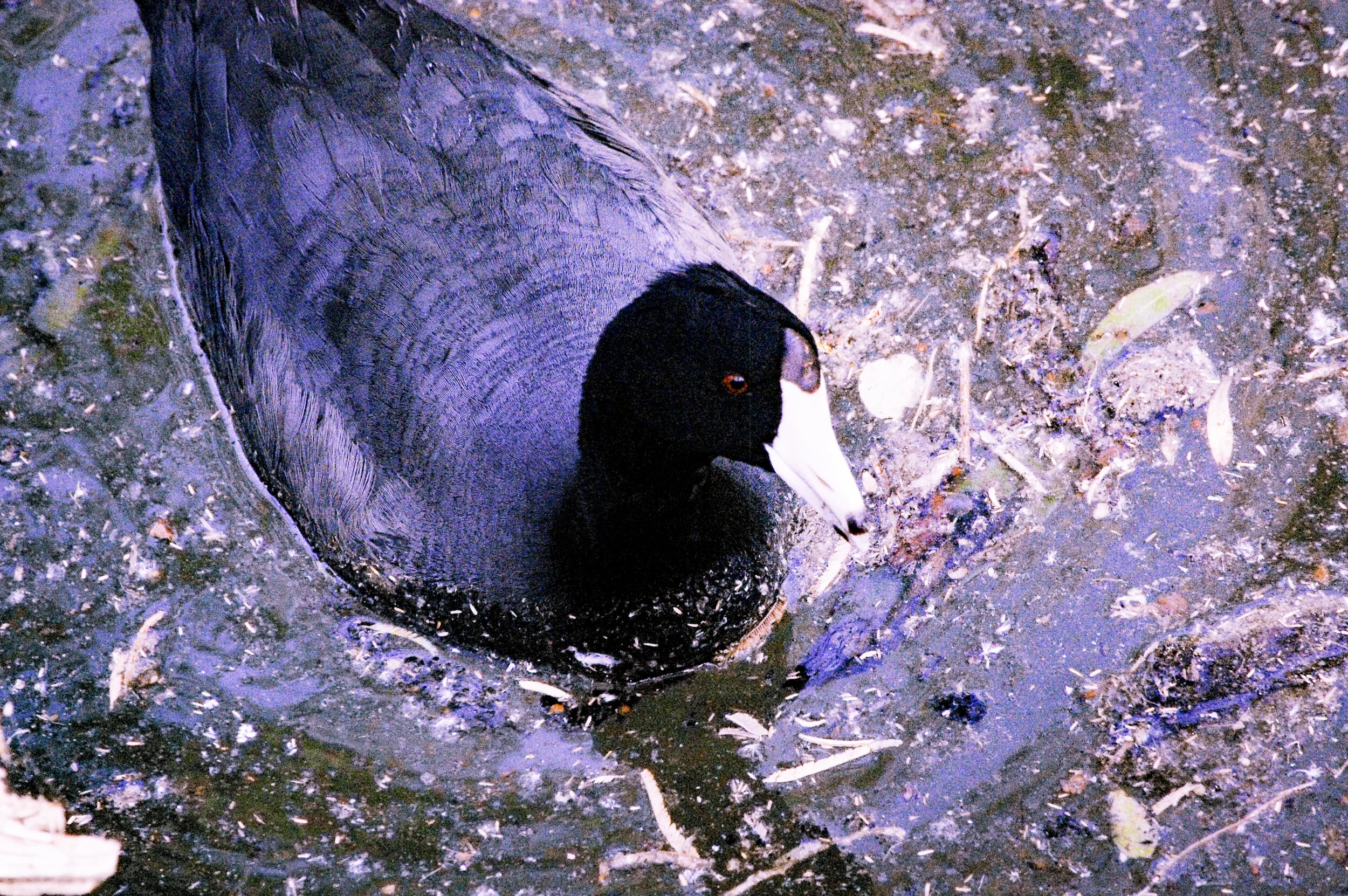 A Memory of An American Coot