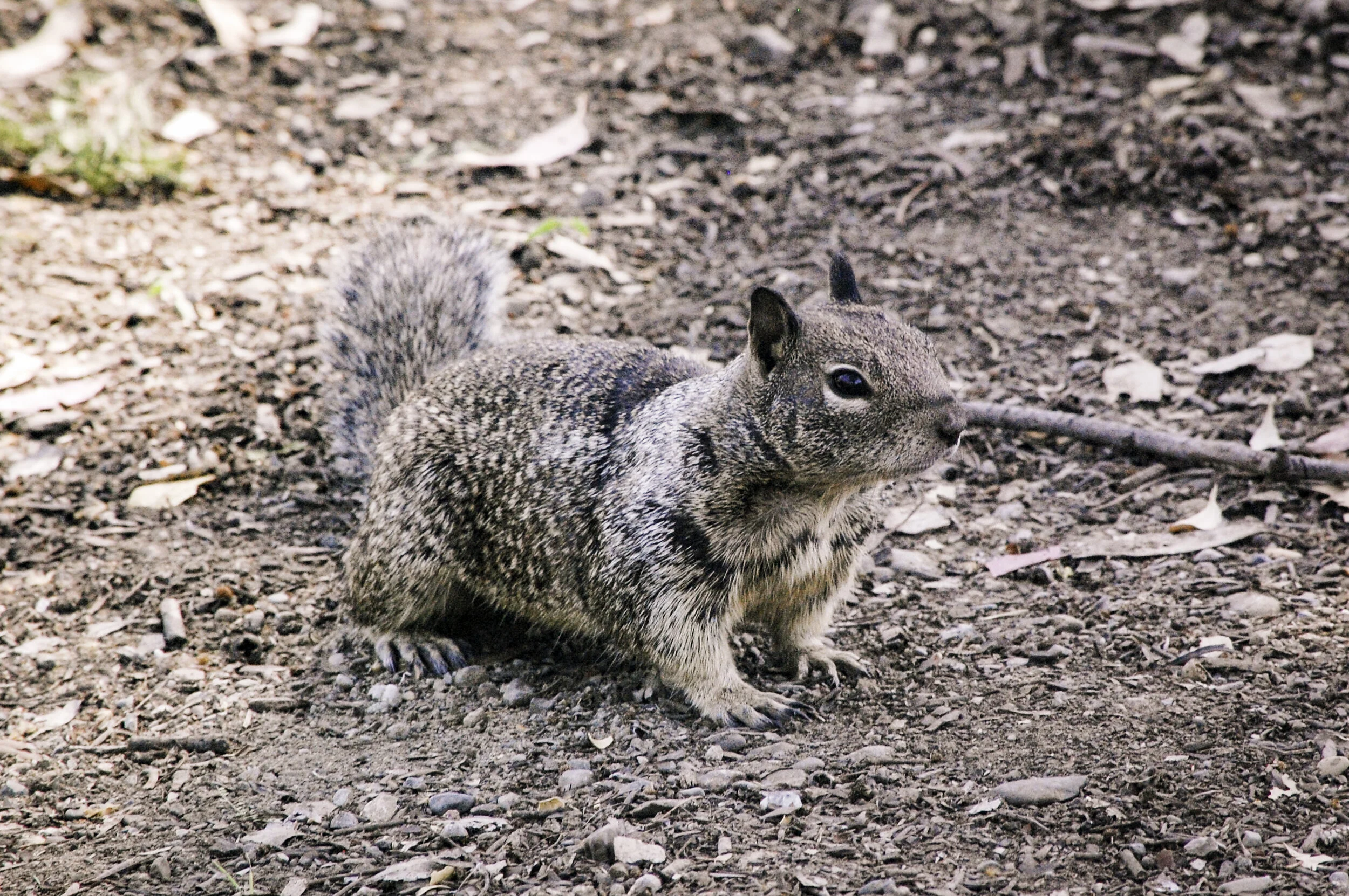 Squirrel
