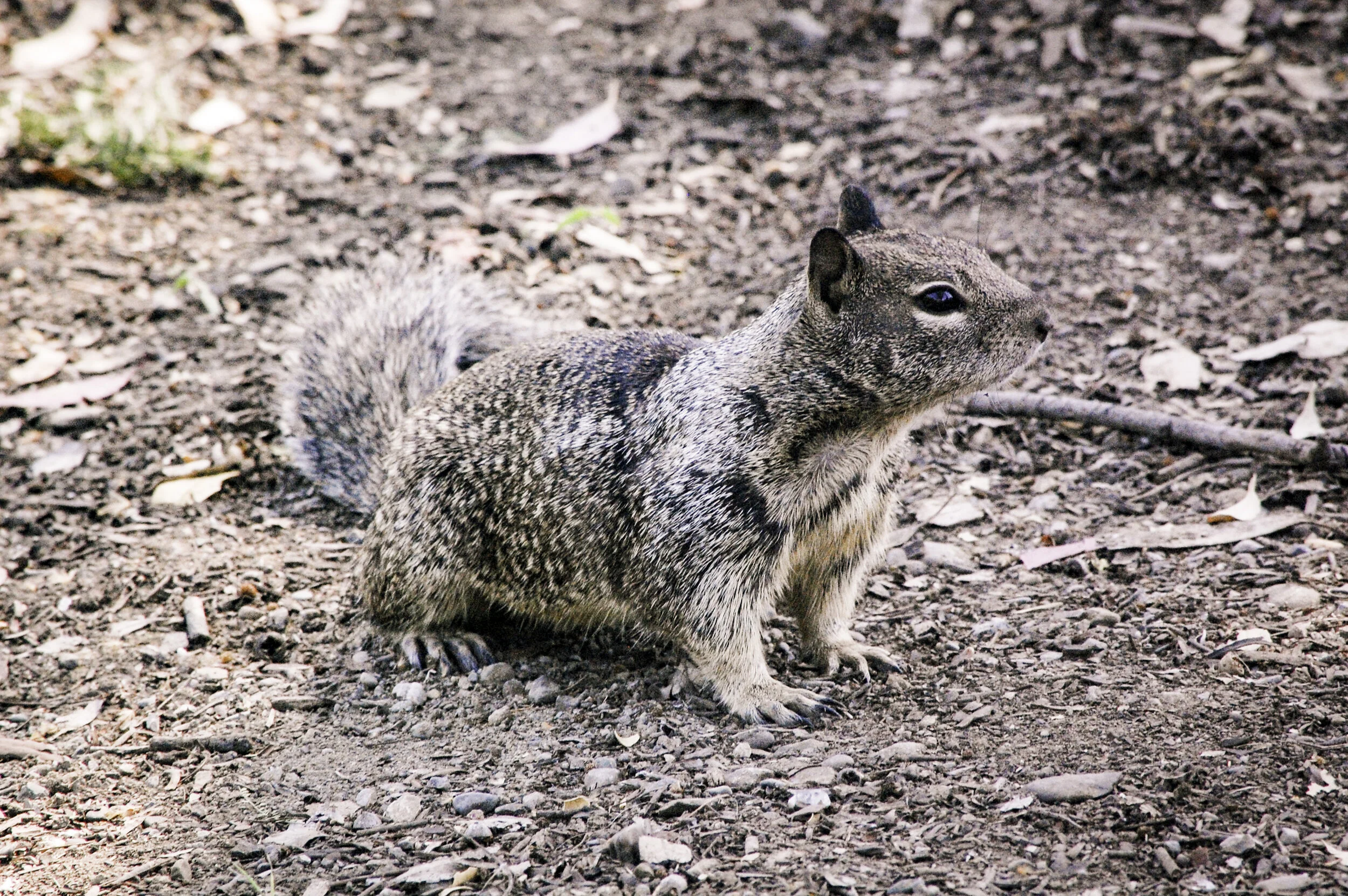 Squirrel