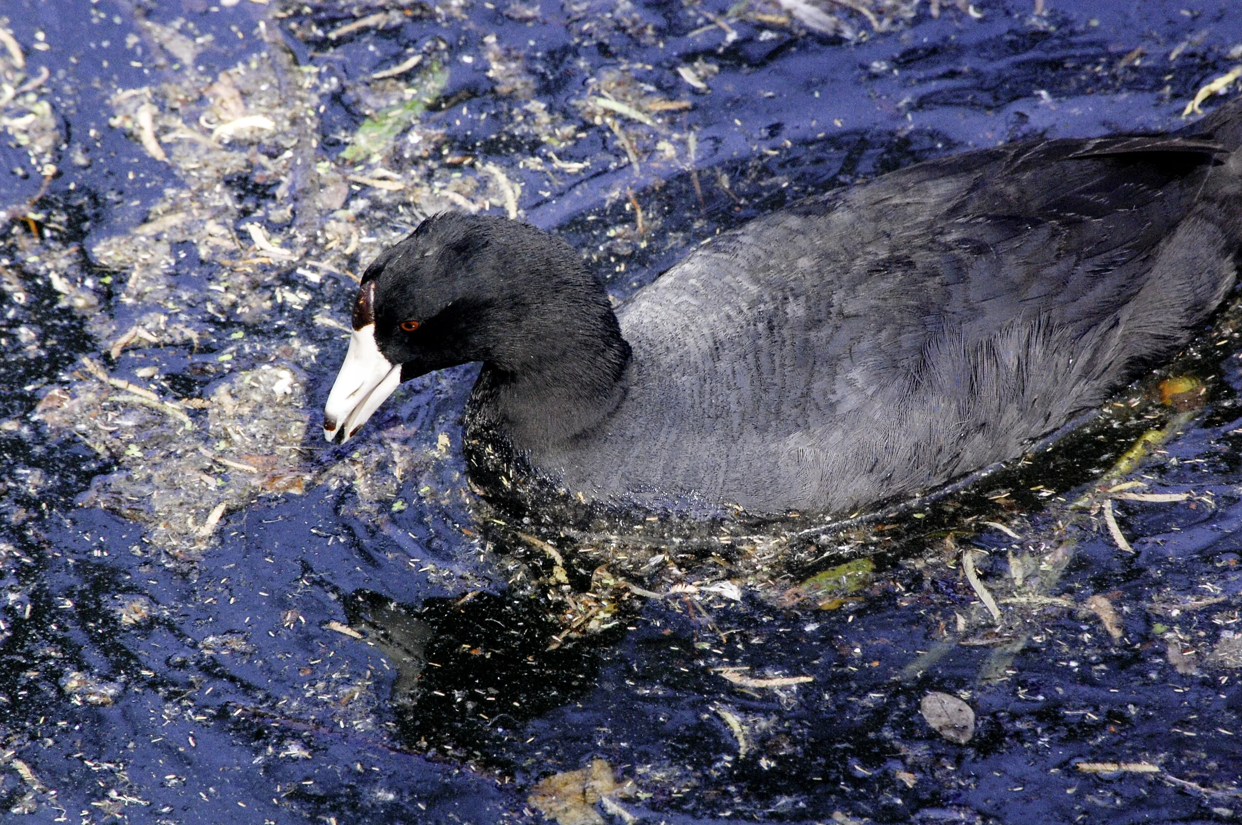 American Coot c.1