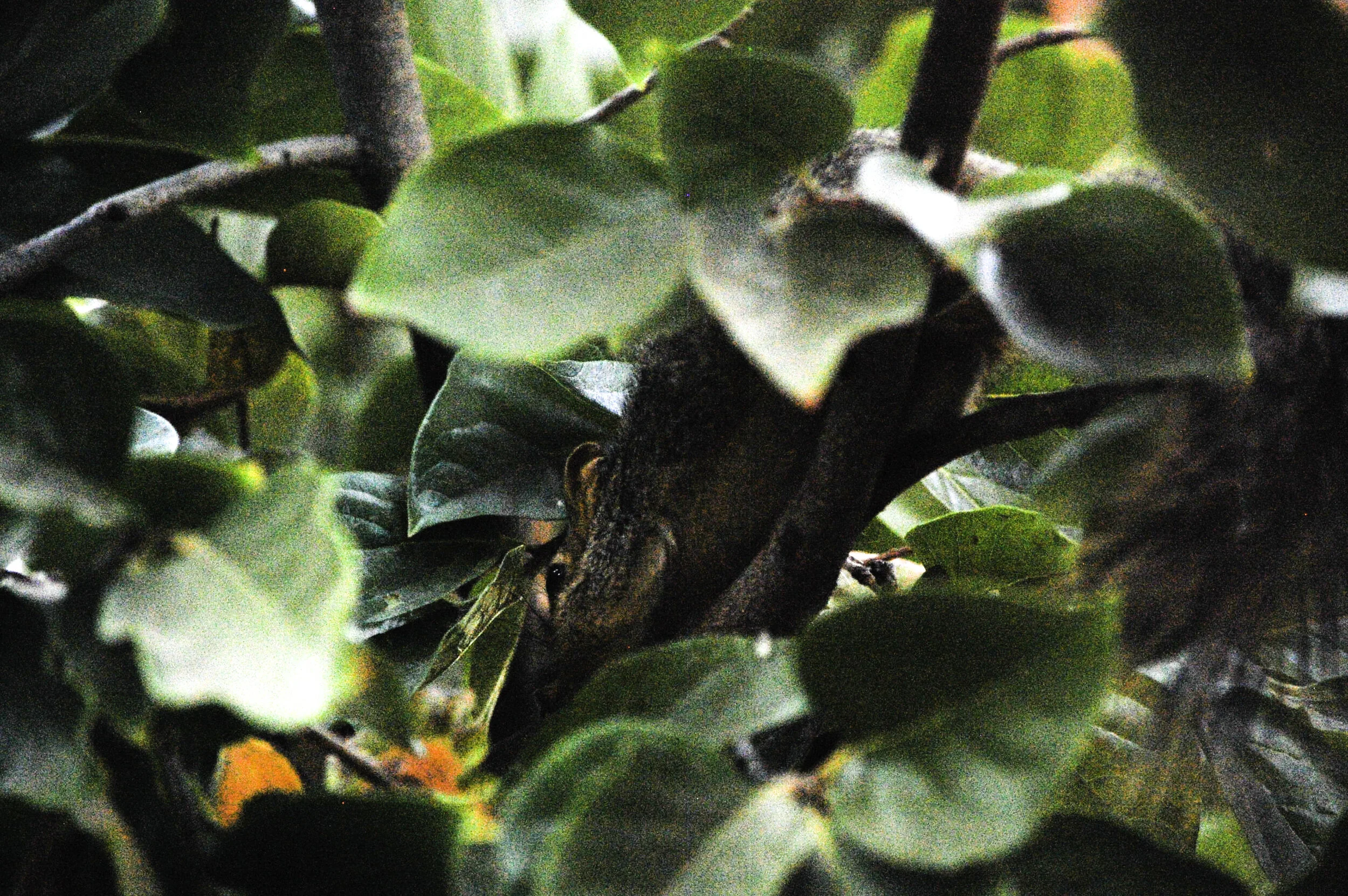 Squirrel hides from my gaze