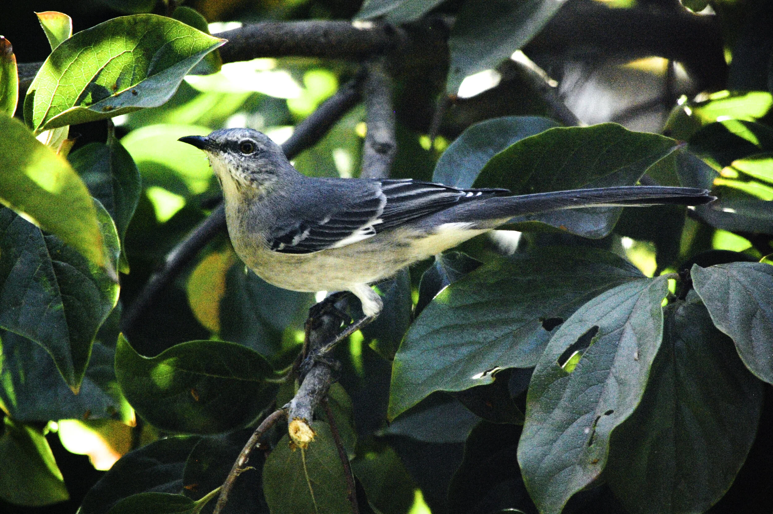 Memory of a Northern Mockingbird