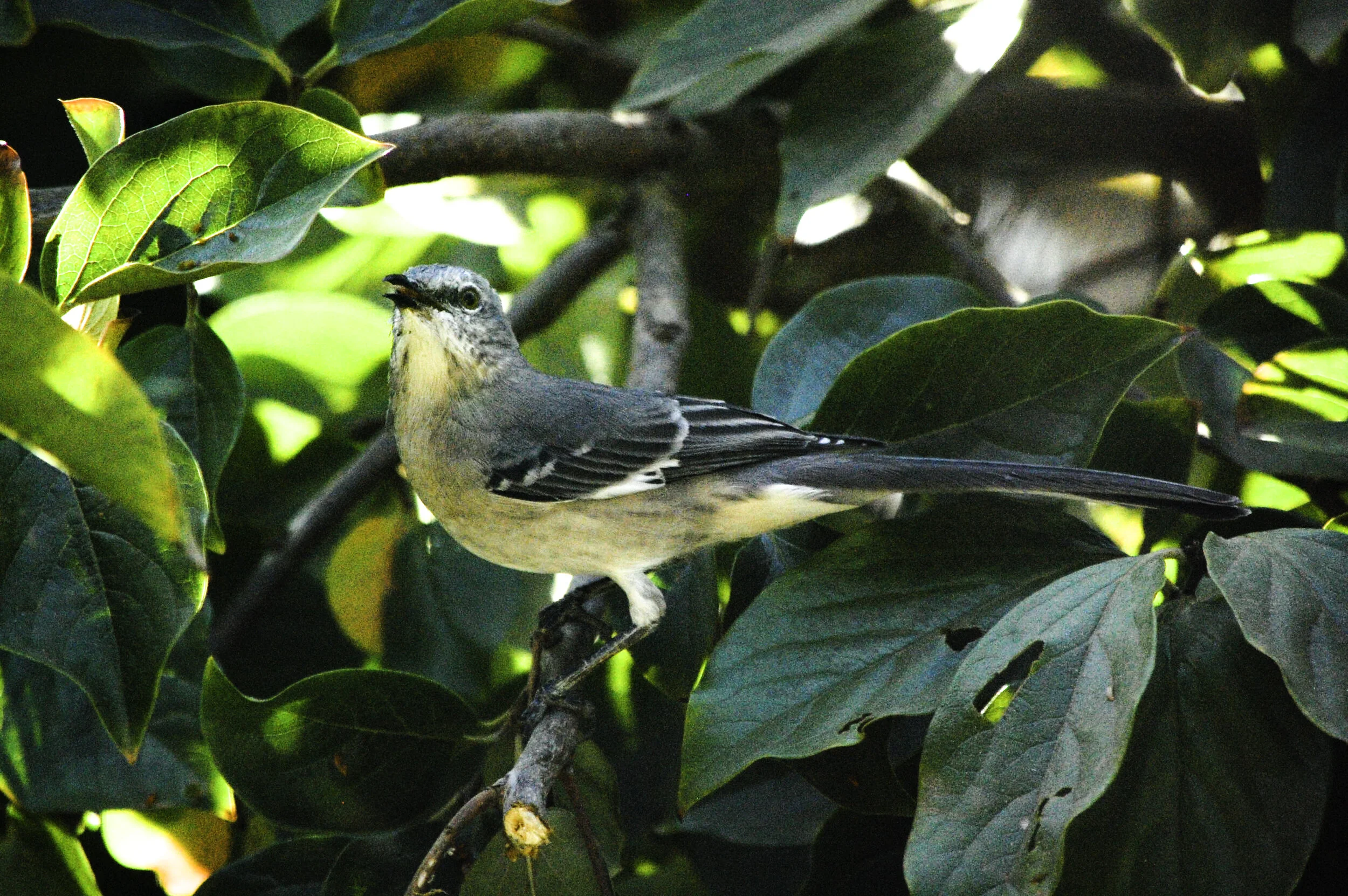 Memory of a Northern Mockingbird