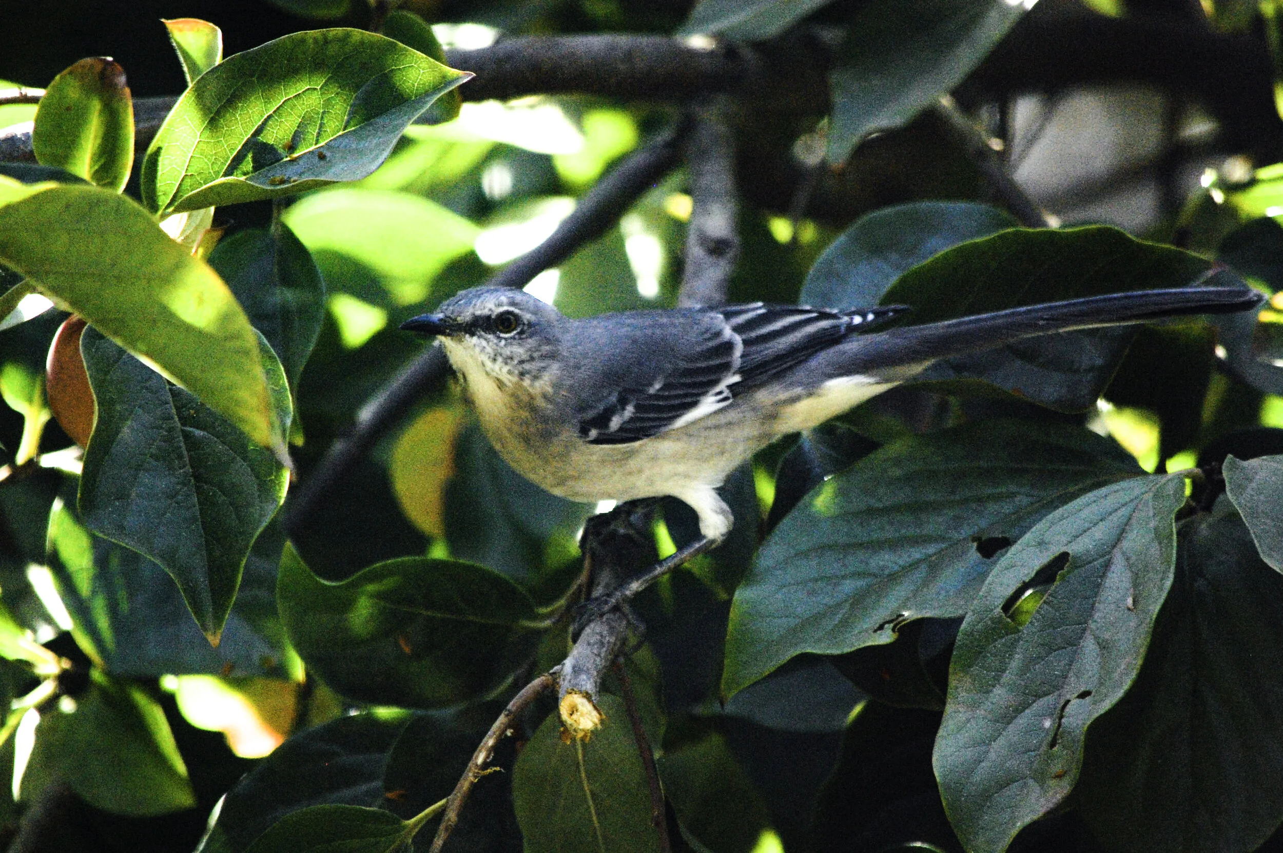 Memory of a Northern Mockingbird