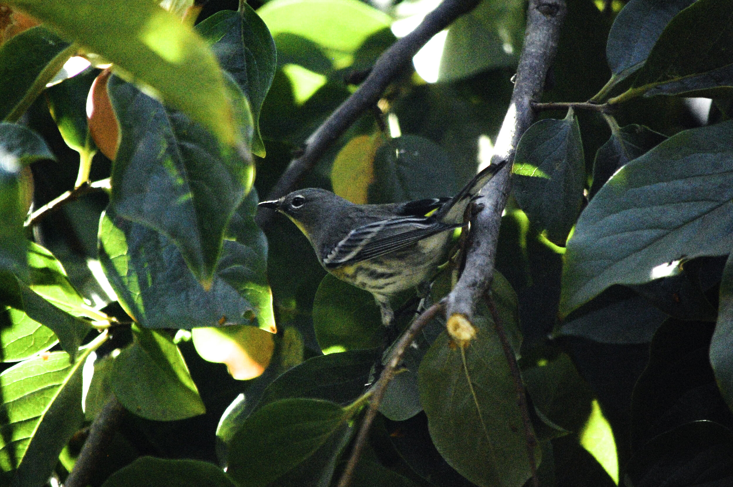 Memory of An Audubon's Warbler
