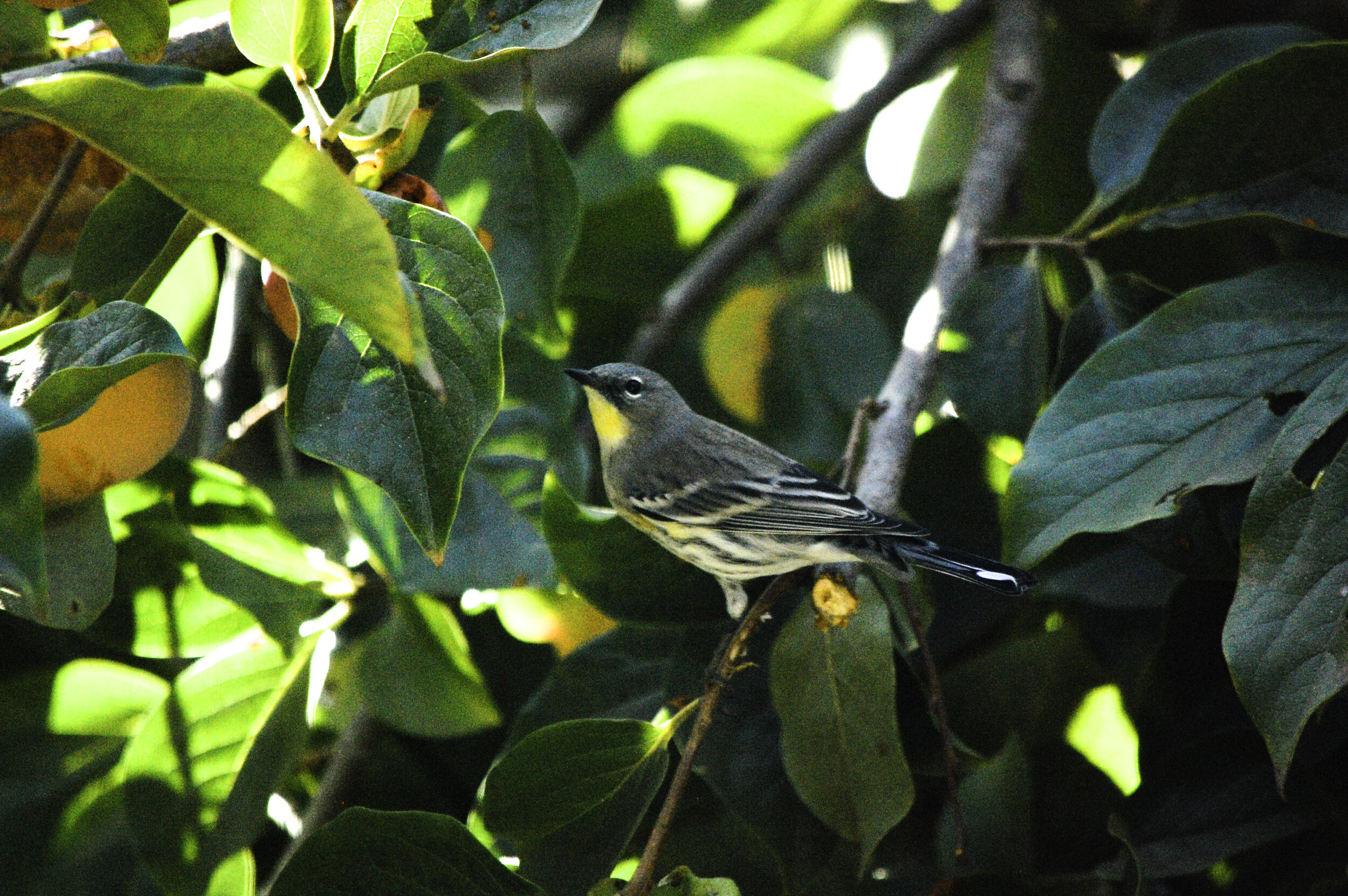 Memory of An Audubon's Warbler