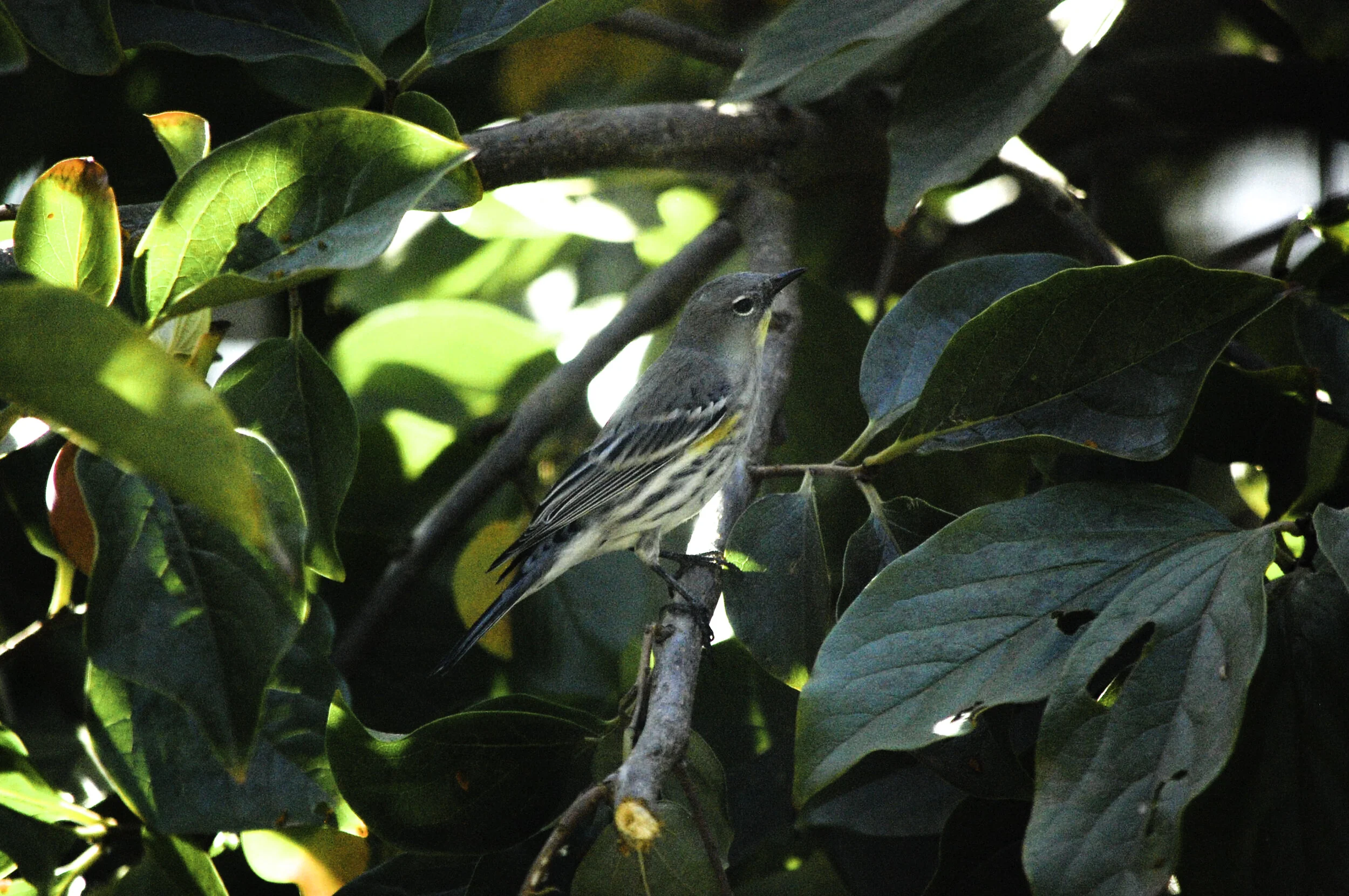 Memory of An Audubon's Warbler