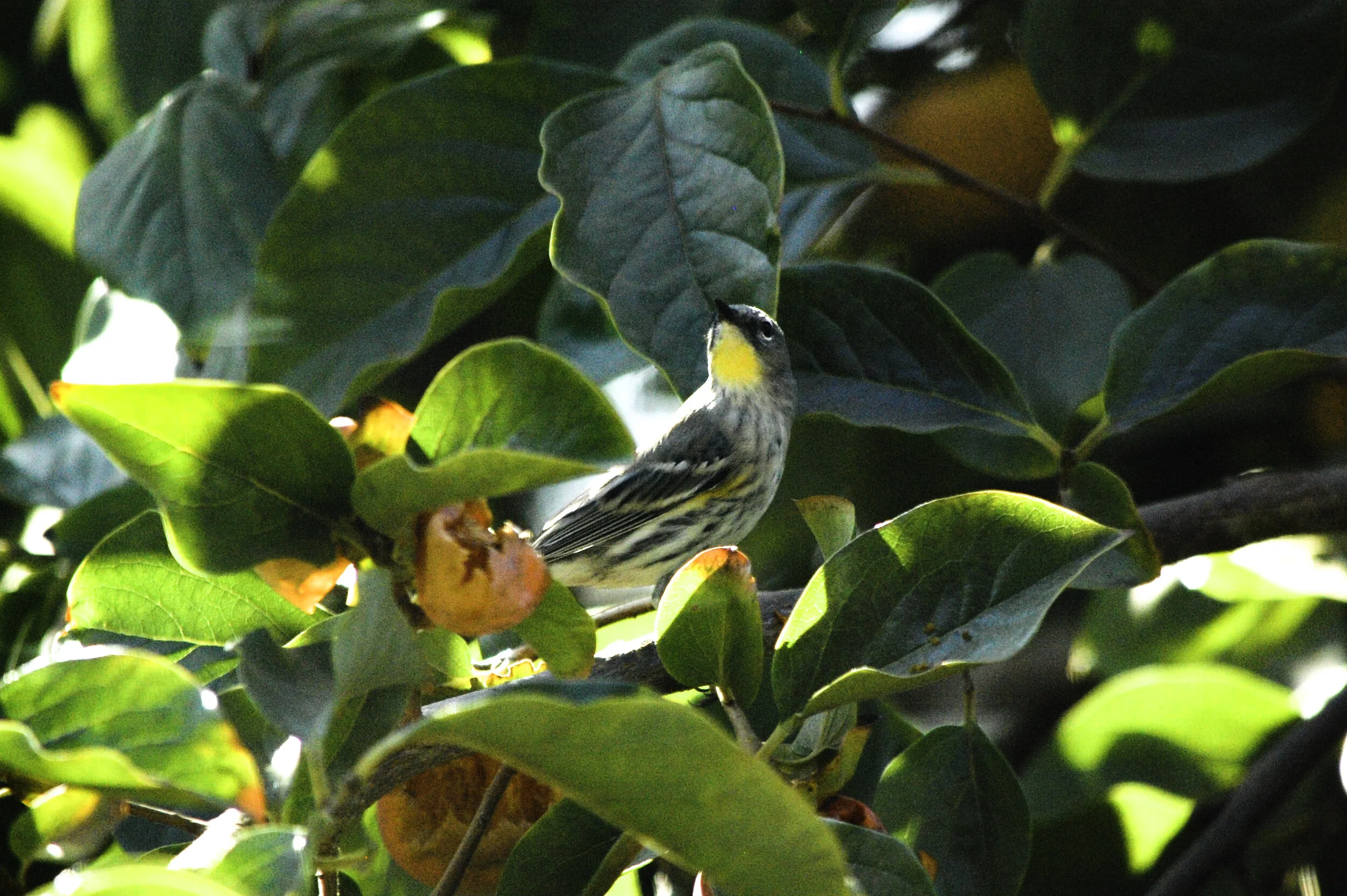Memory of An Audubon's Warbler