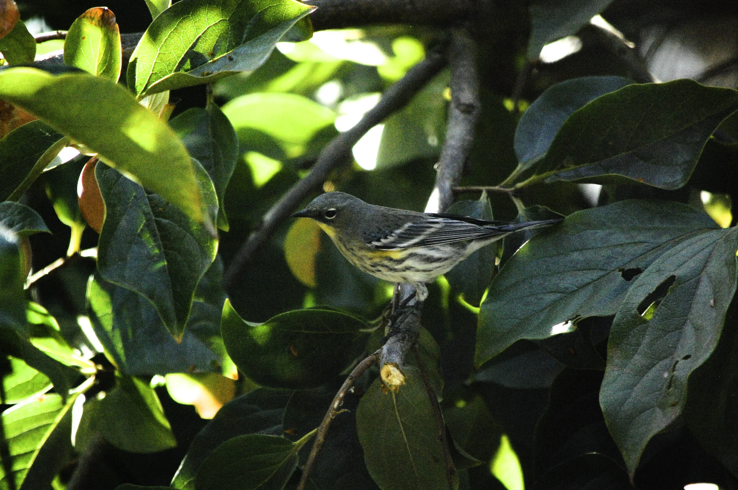 Memory of An Audubon's Warbler