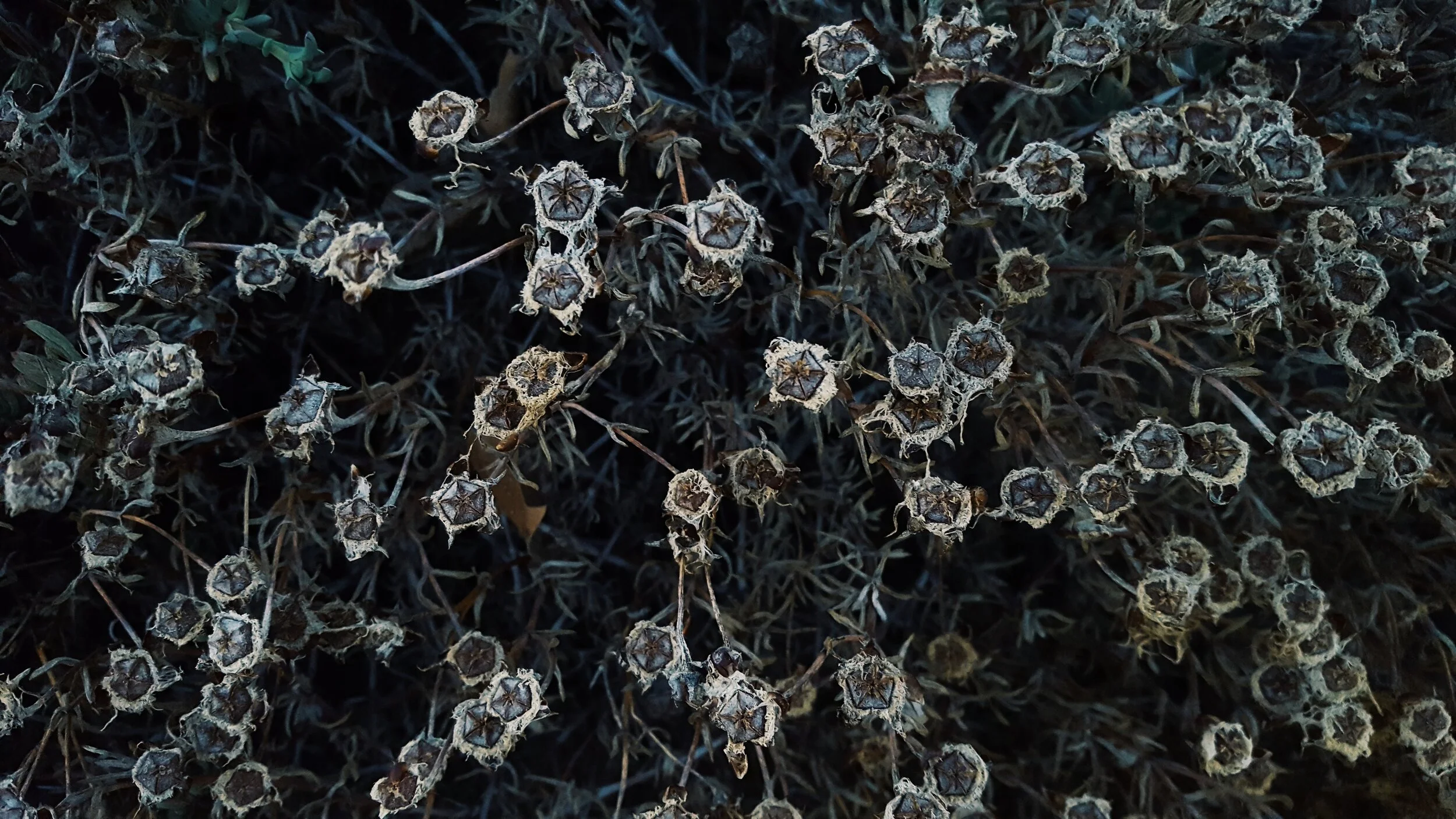Dead Dandelion